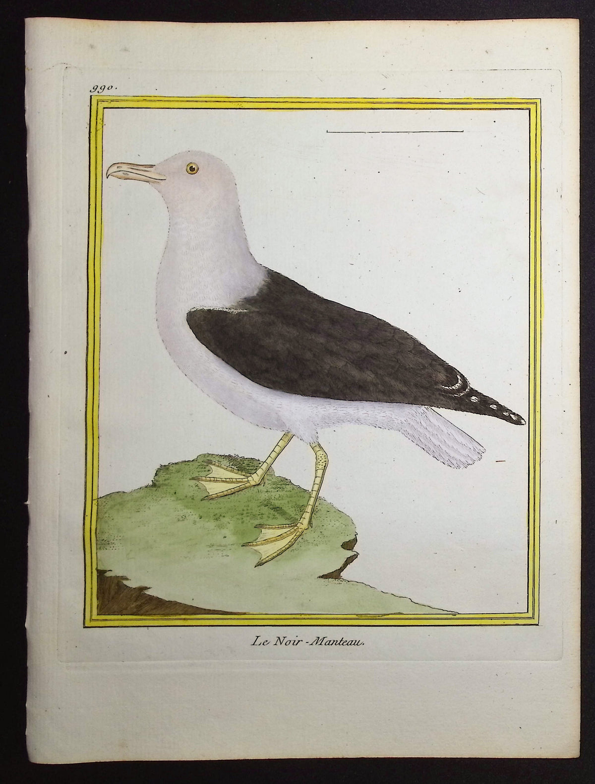 Black-Backed Gull