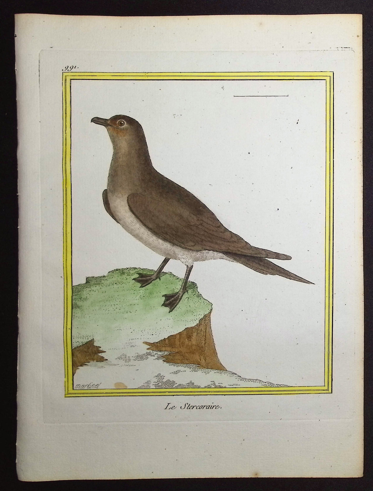 Skua