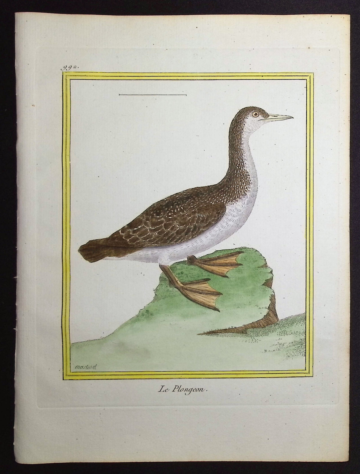 Diver or Loon