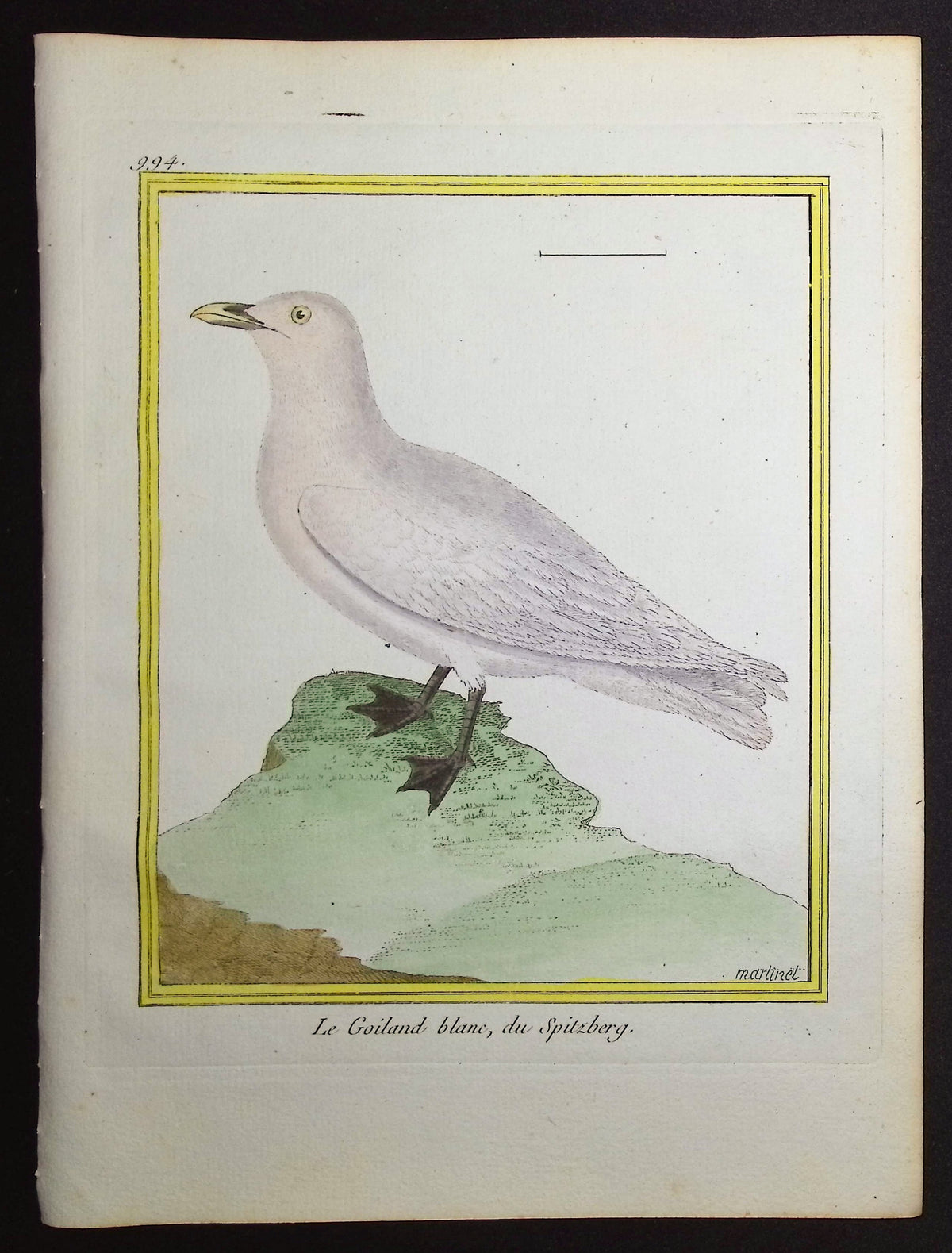 Seagull