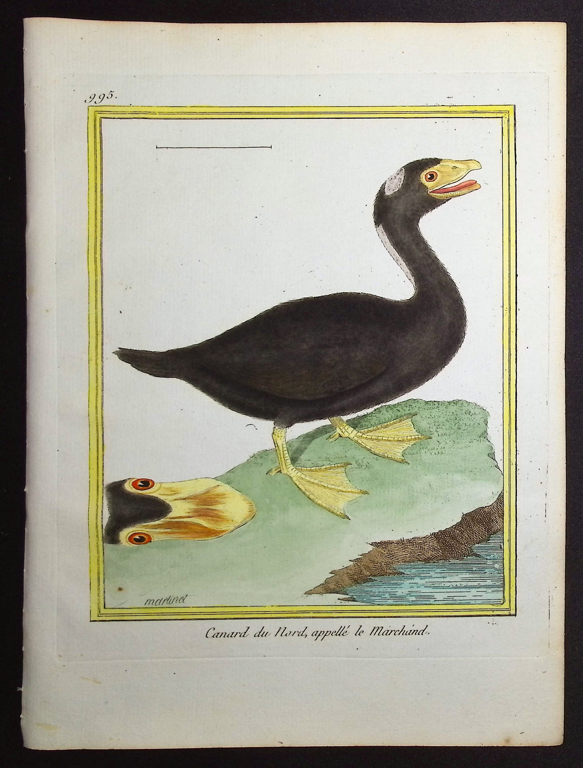 Duck