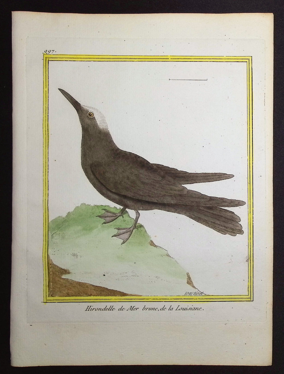 Tern