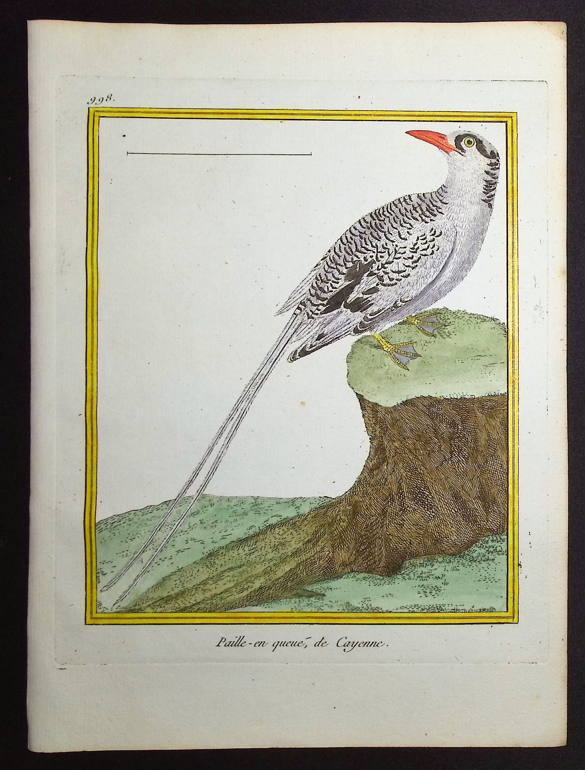 Tropic Bird