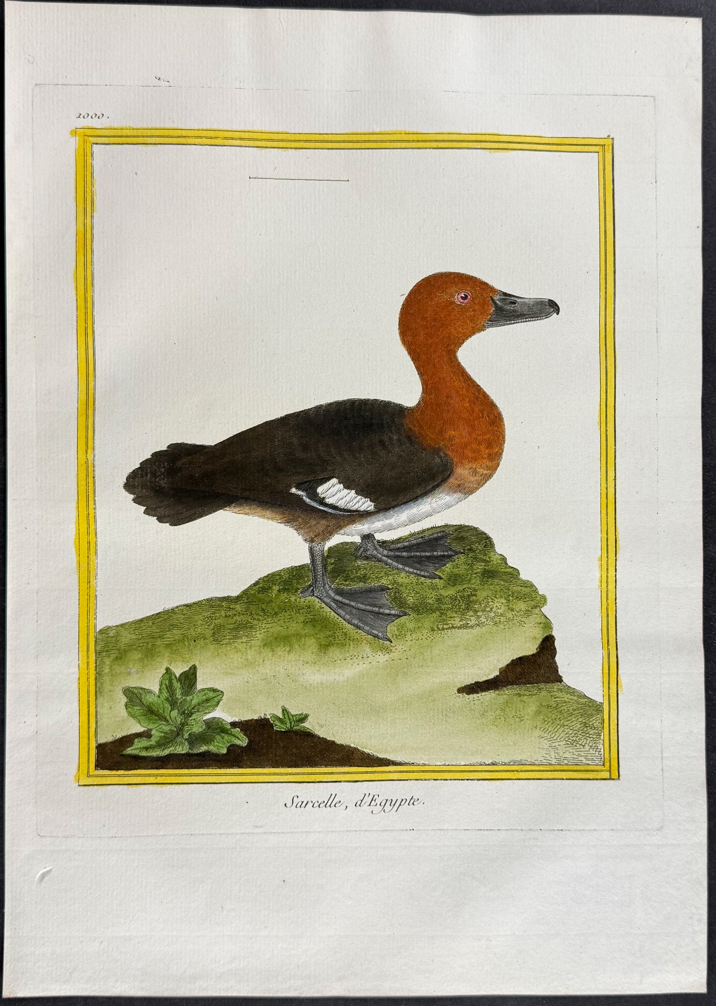 Duck