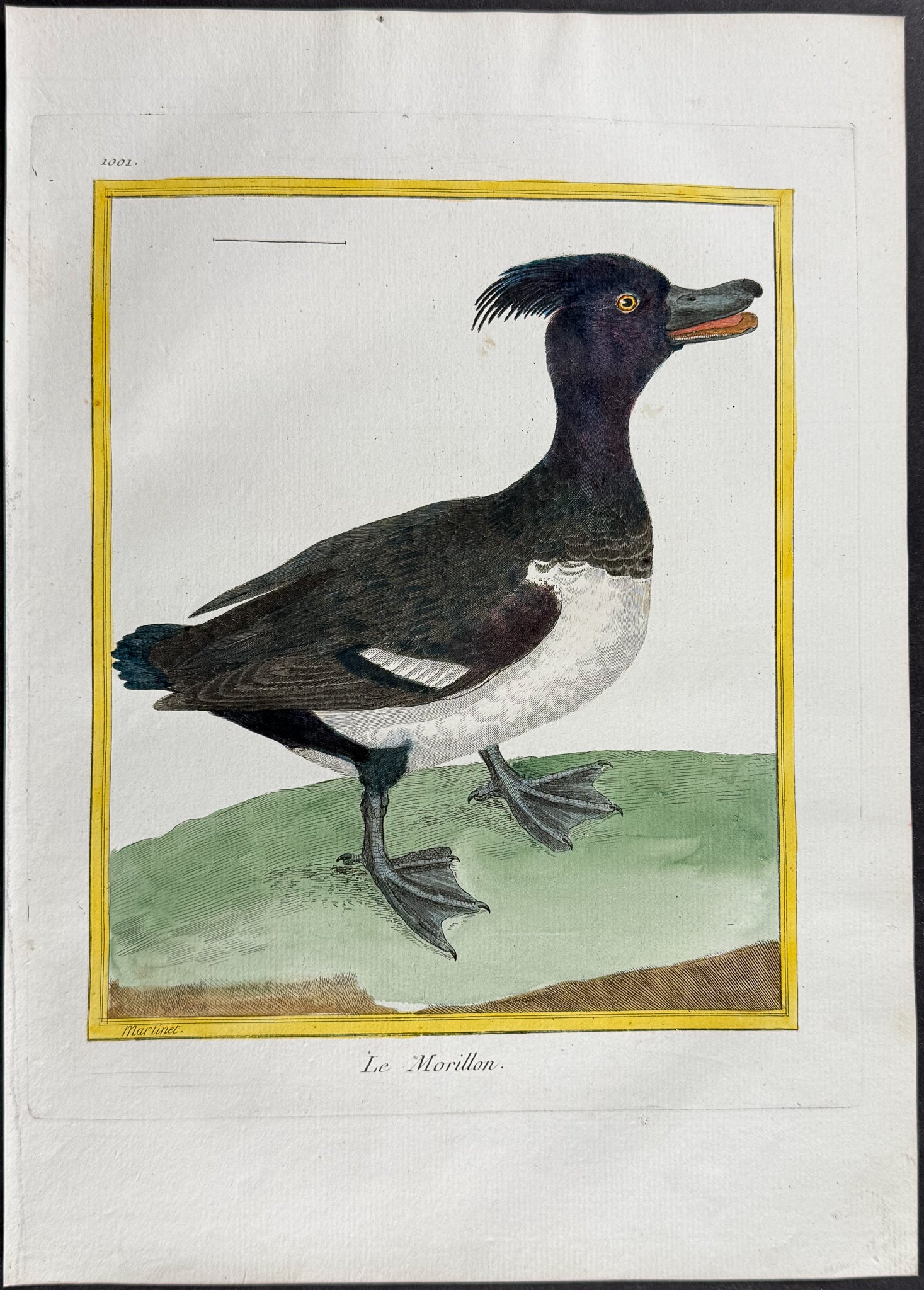 Duck