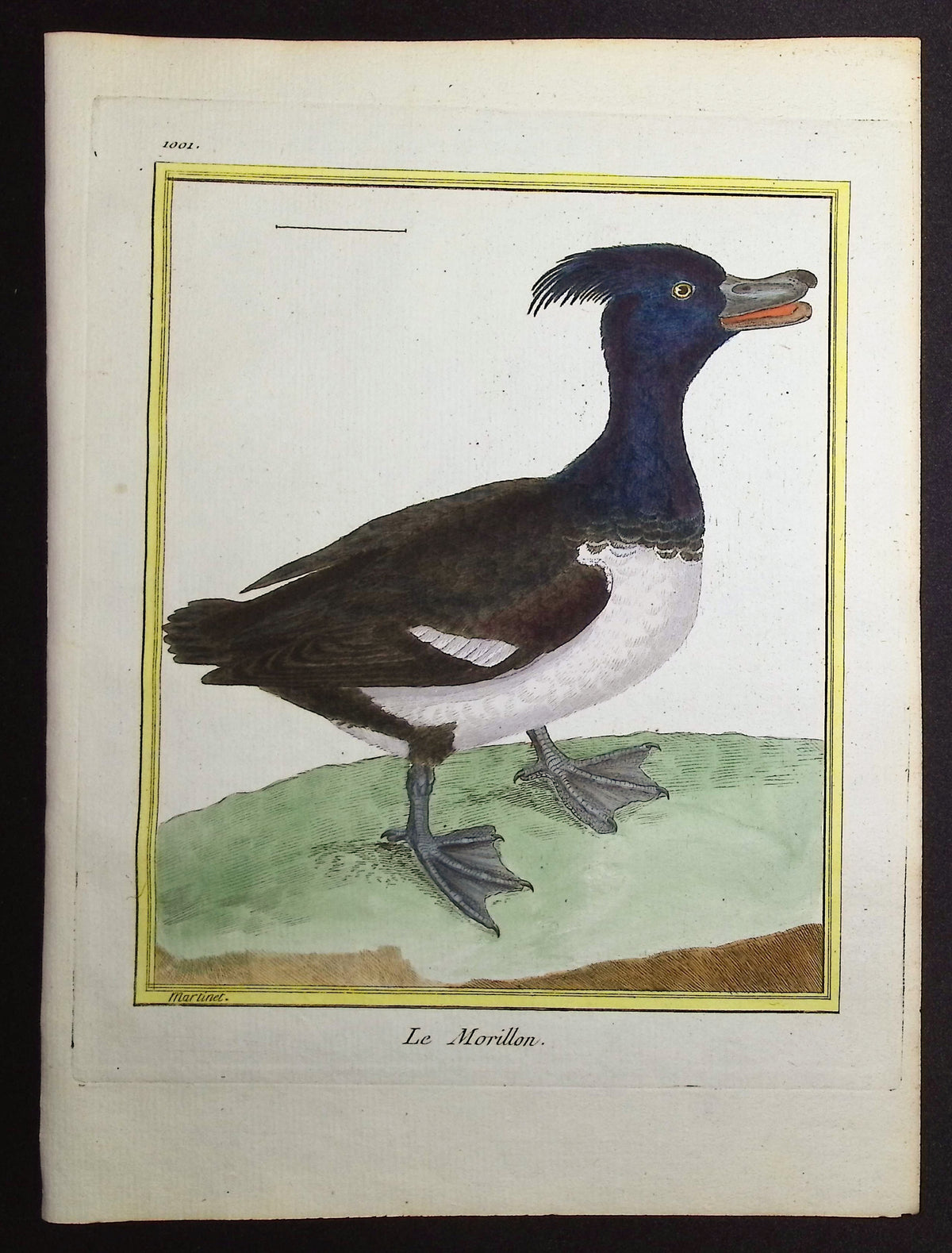 Duck