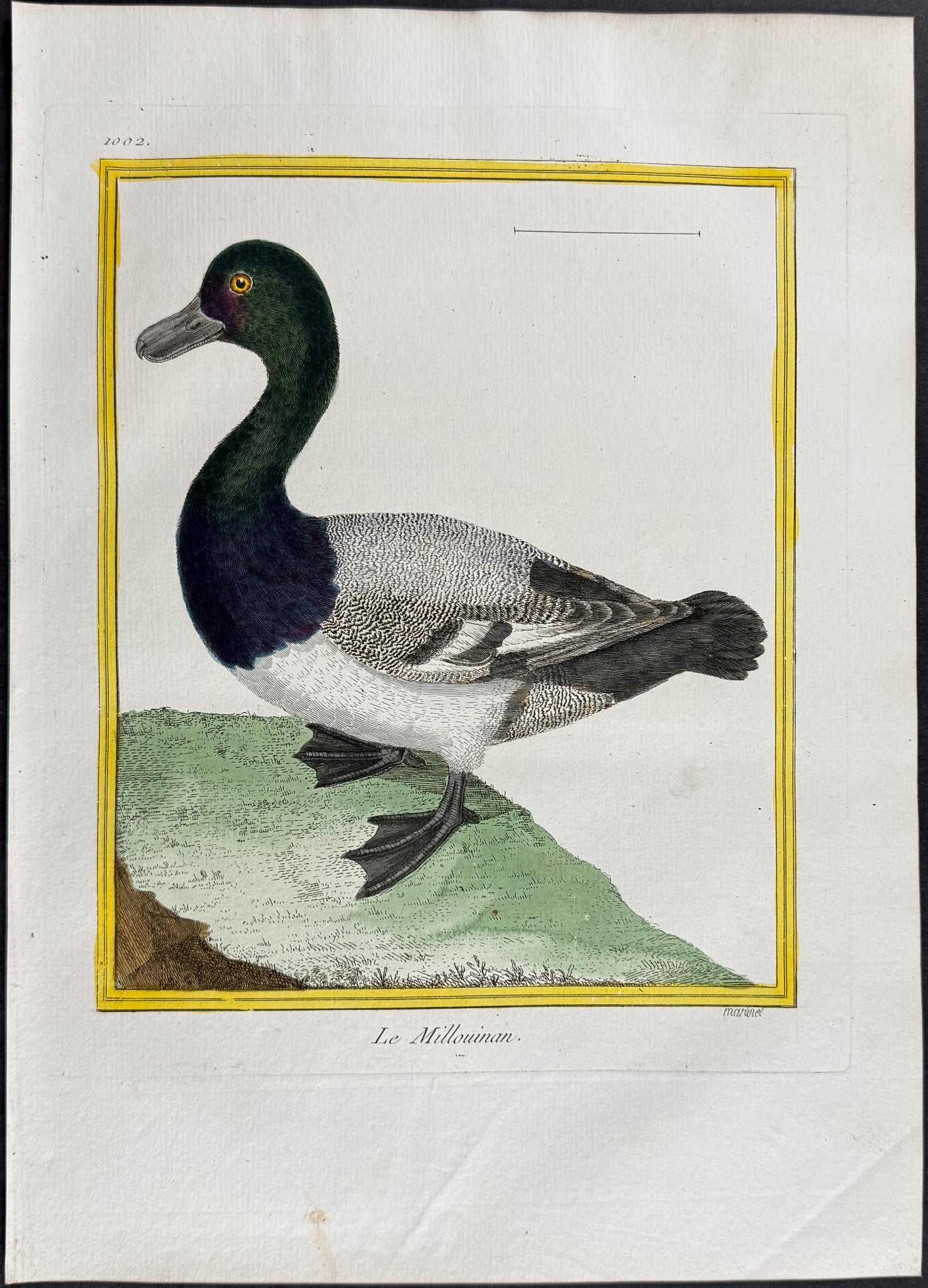Duck