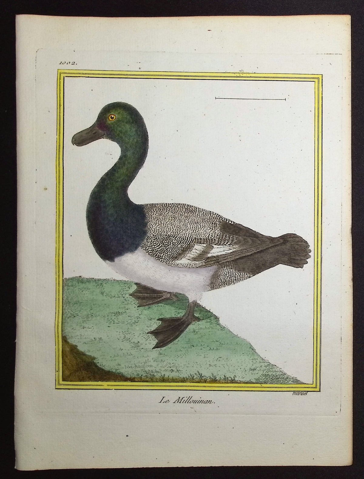 Duck