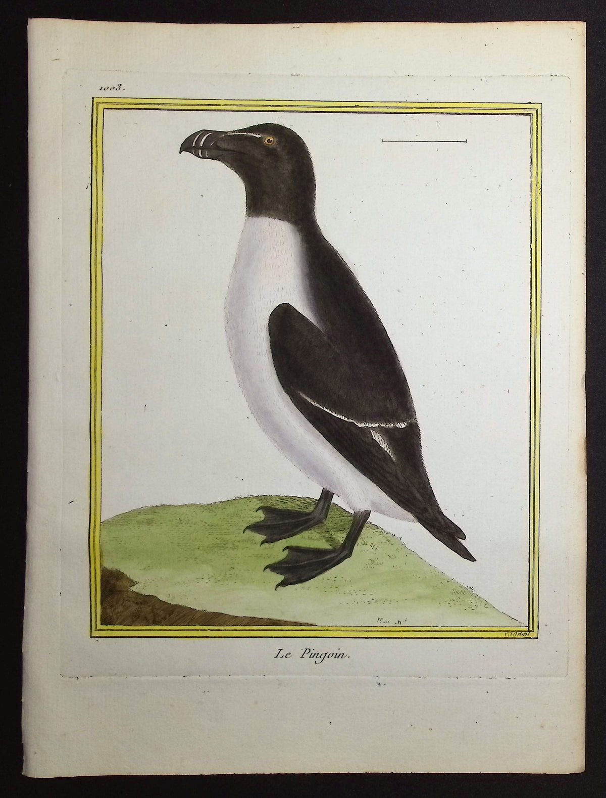 Penguin or Auk