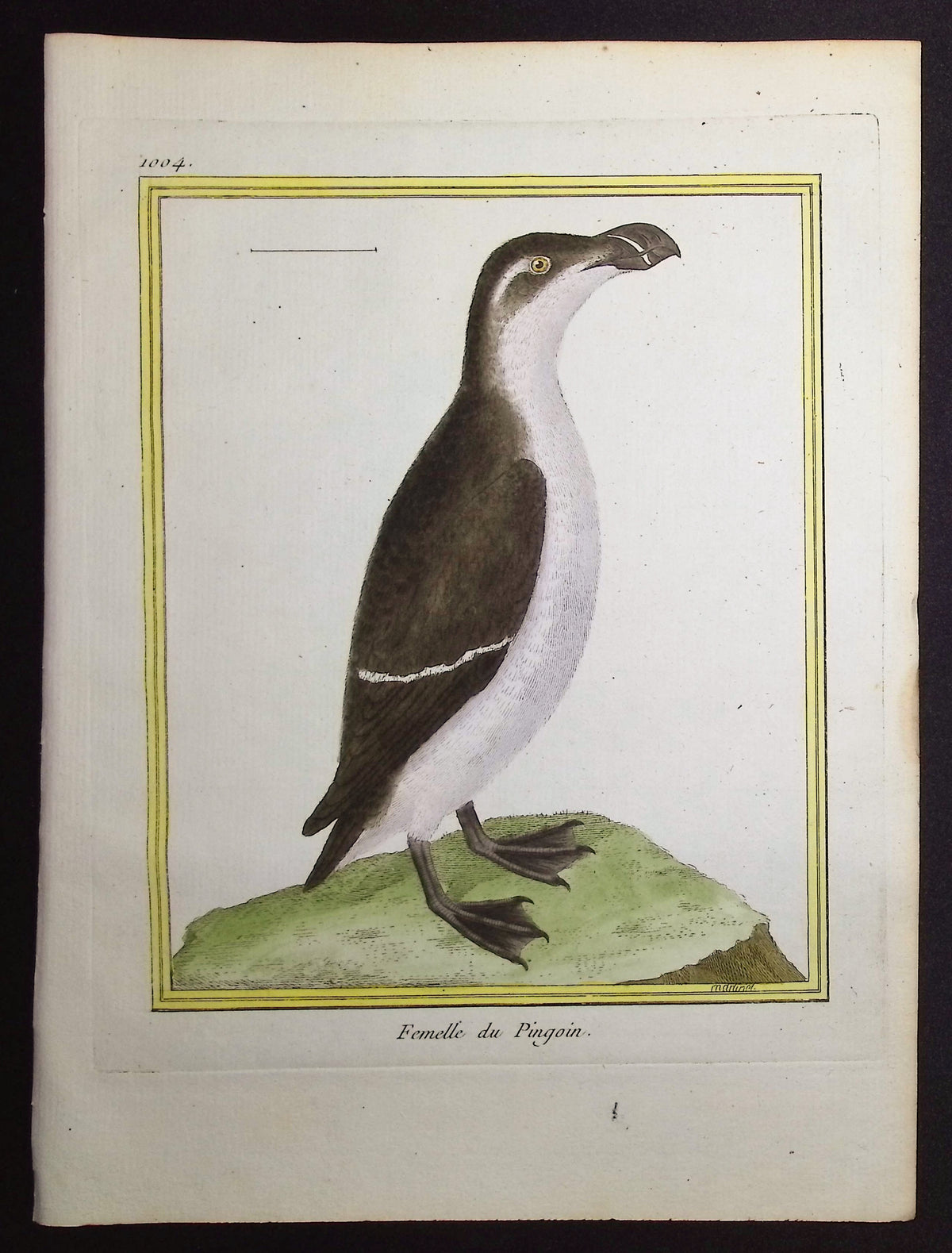 Penguin or Auk
