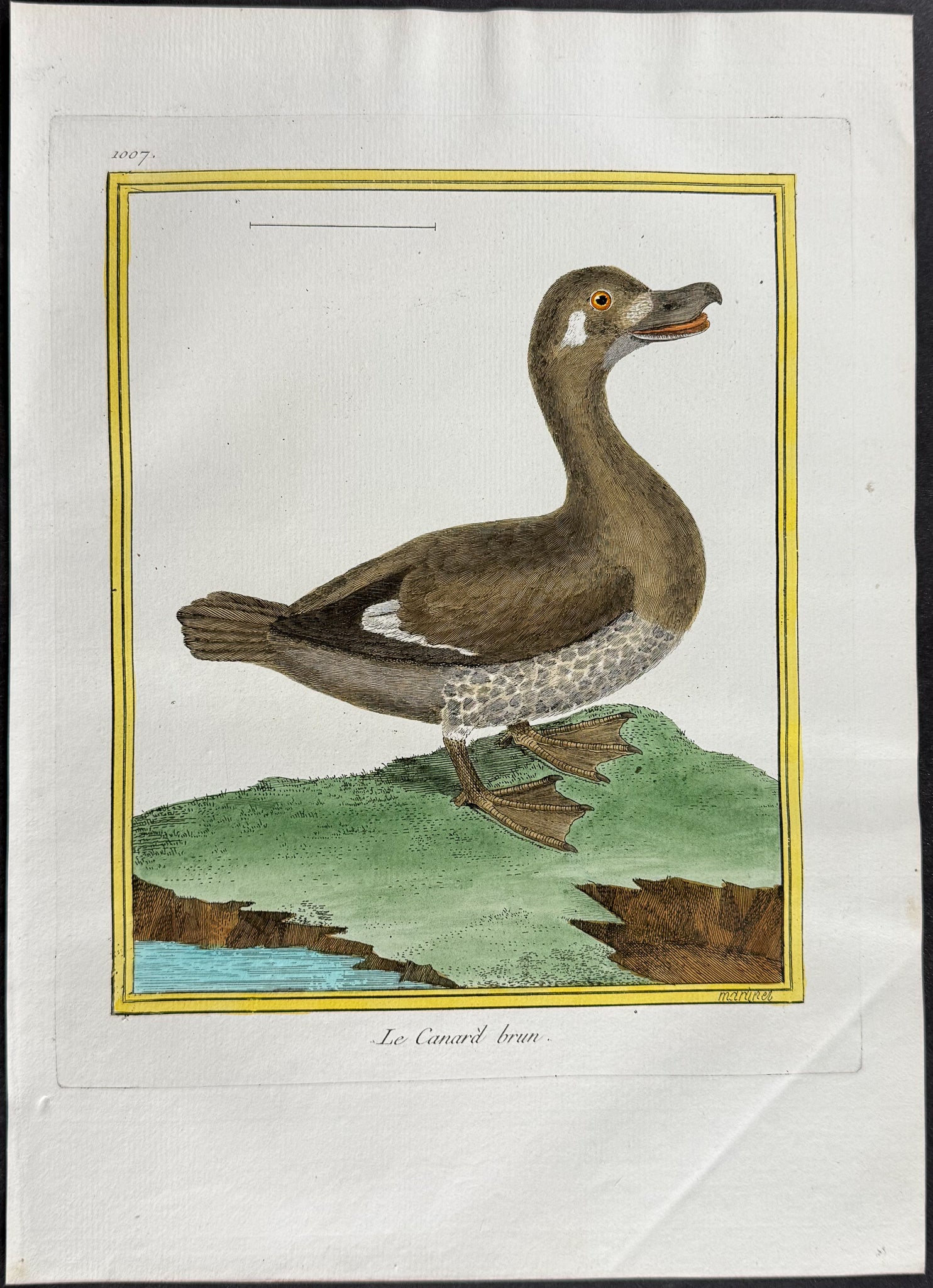 Duck