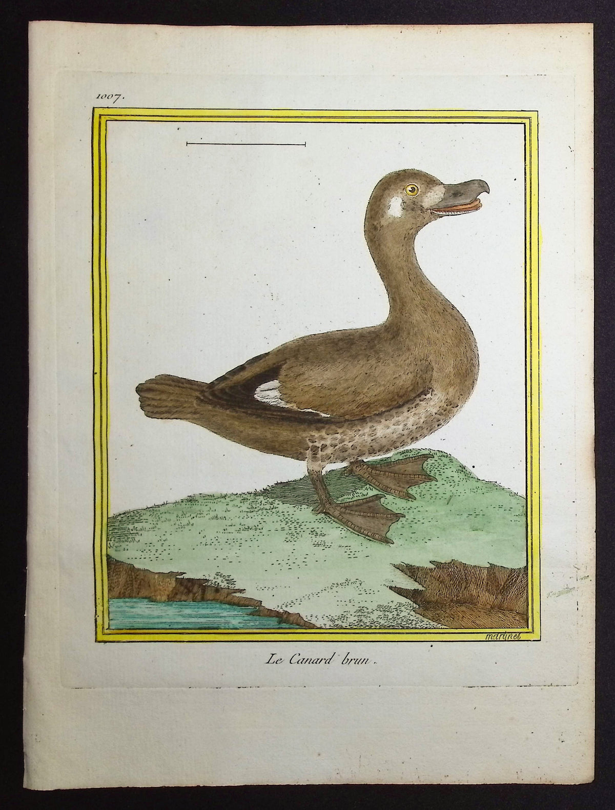 Duck