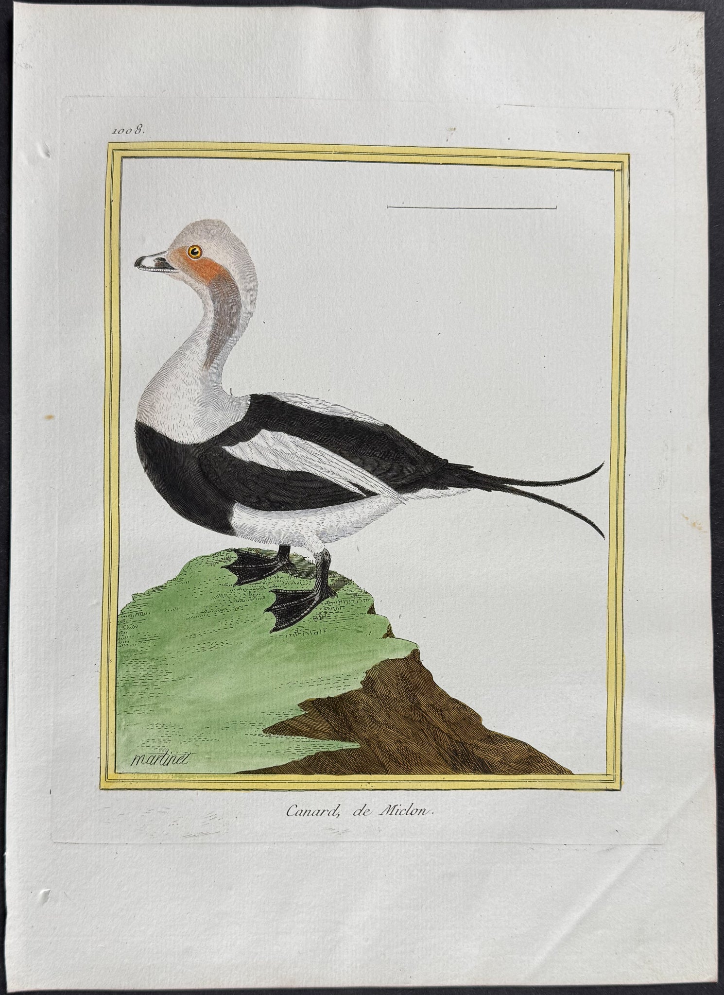 Duck