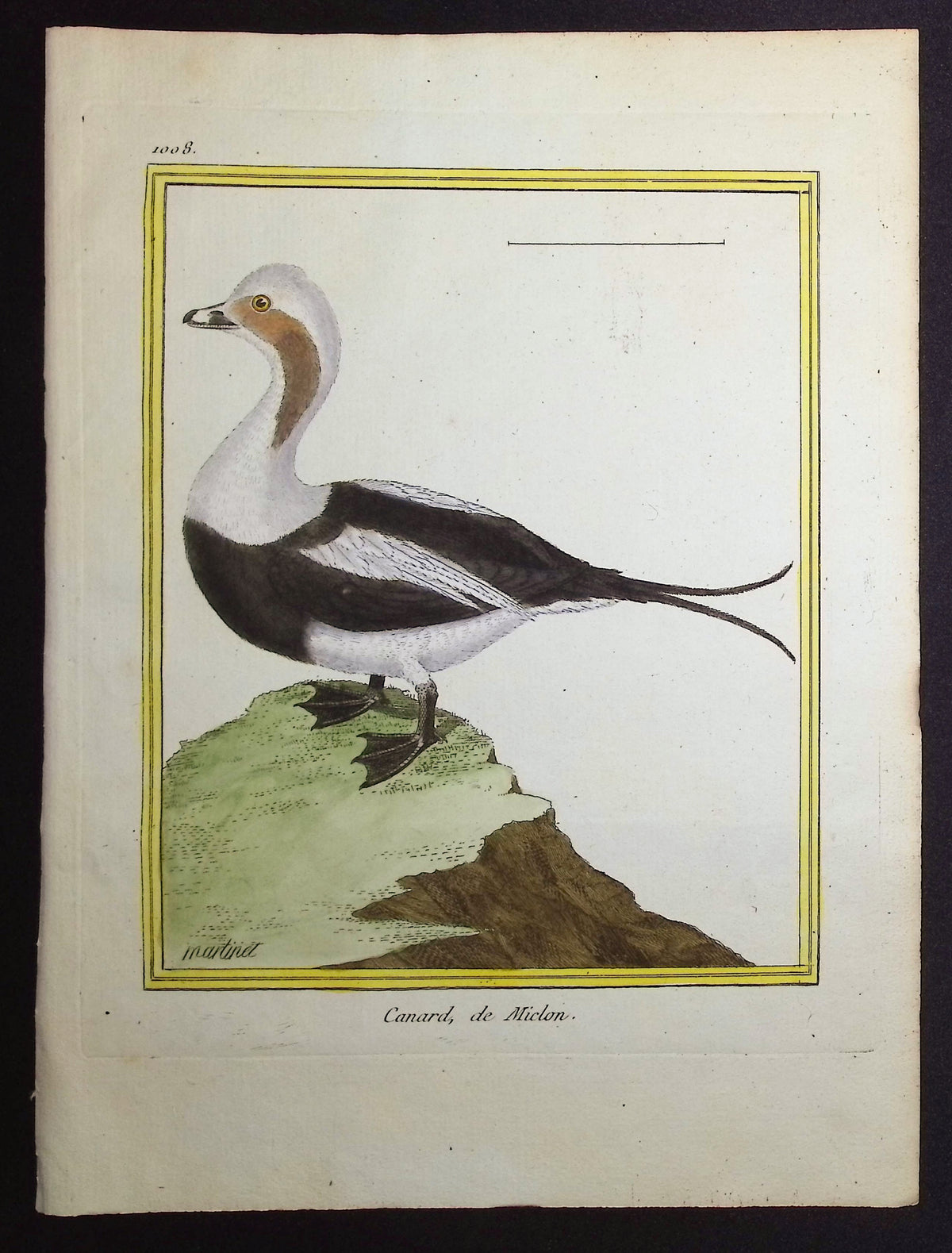 Duck