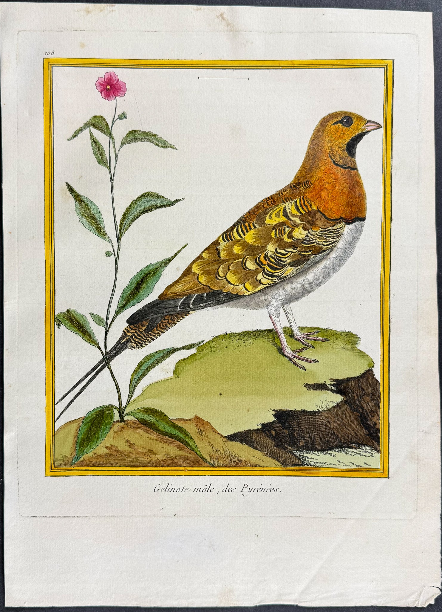 Grouse