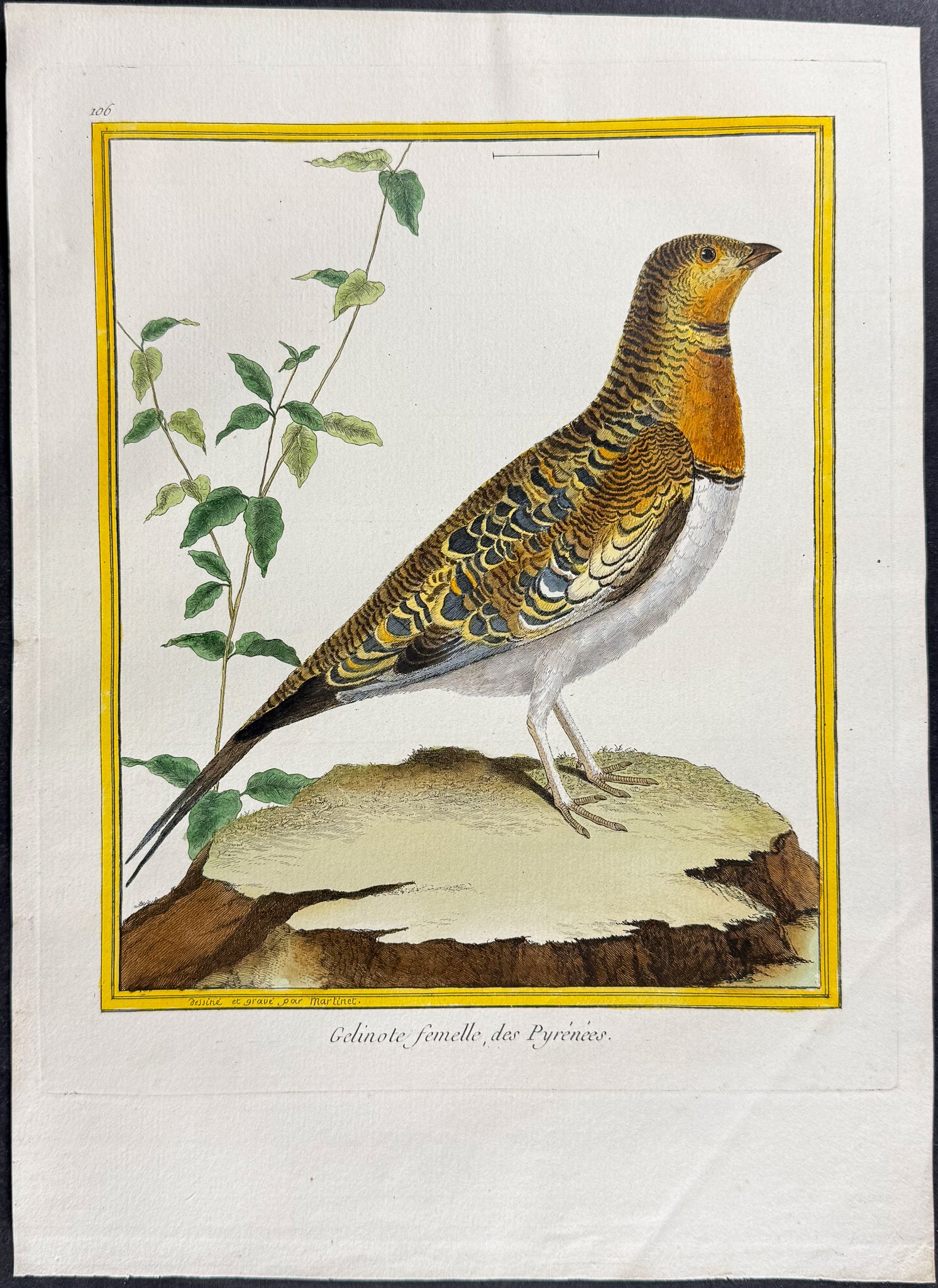 Grouse