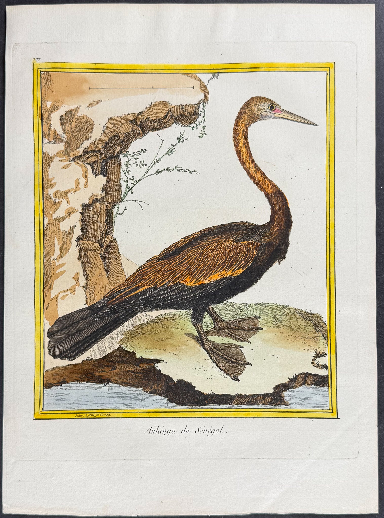 Anhinga or Snake Bird