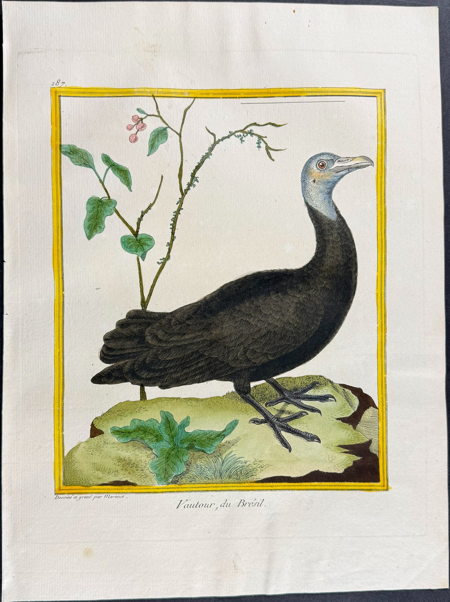 Vulture