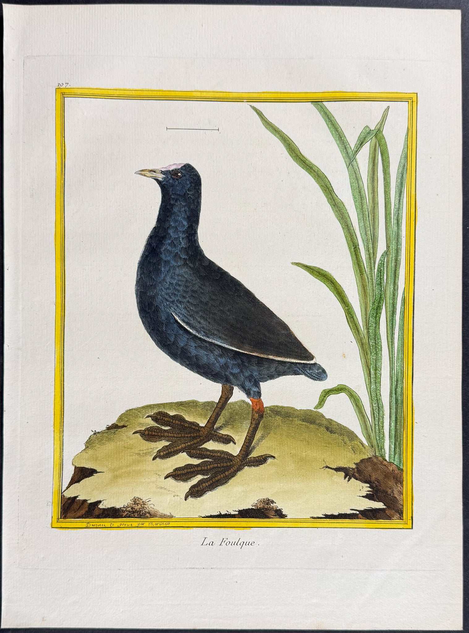 Coot