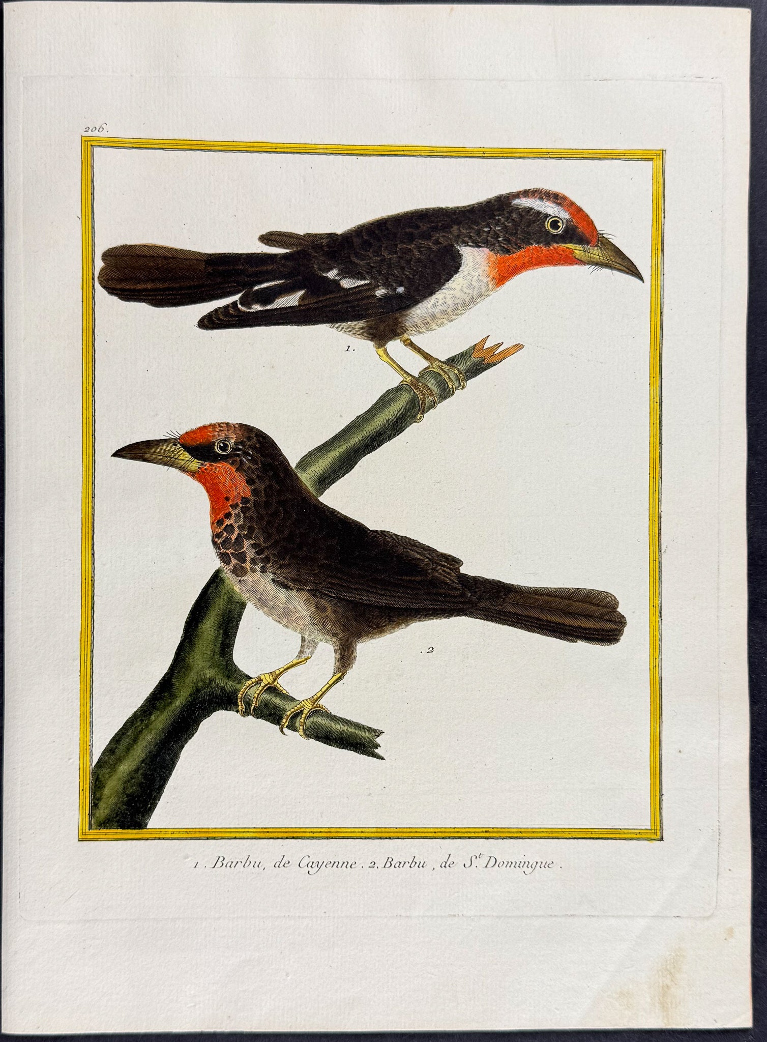Barbet