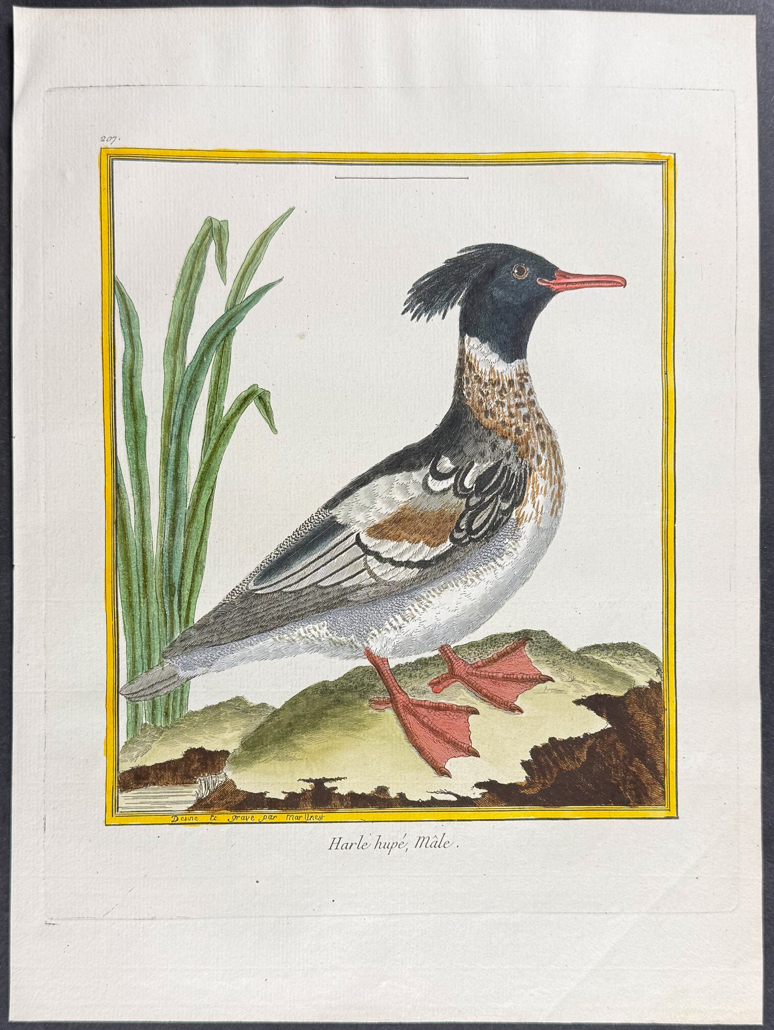 Merganser