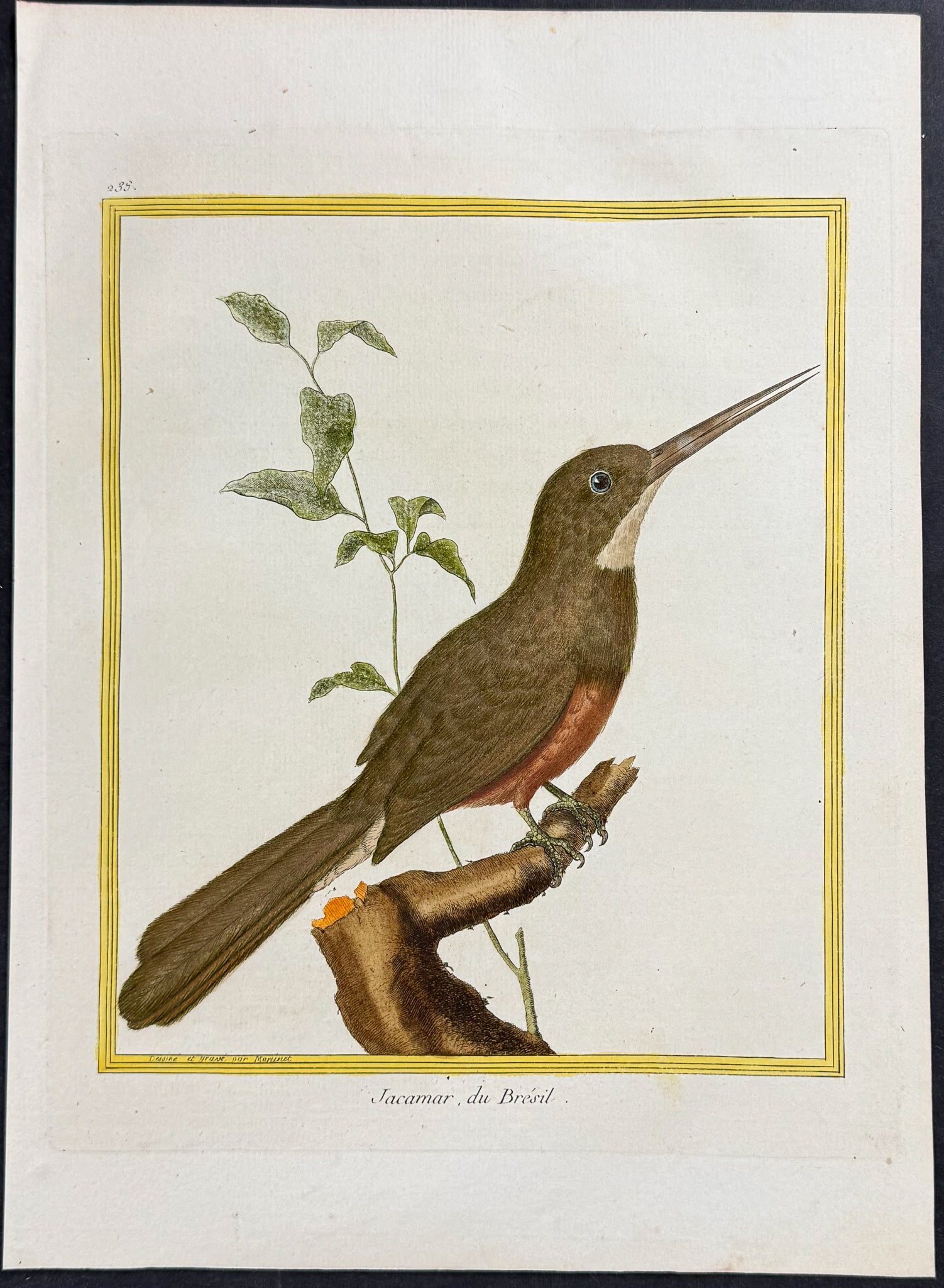 Jacamar