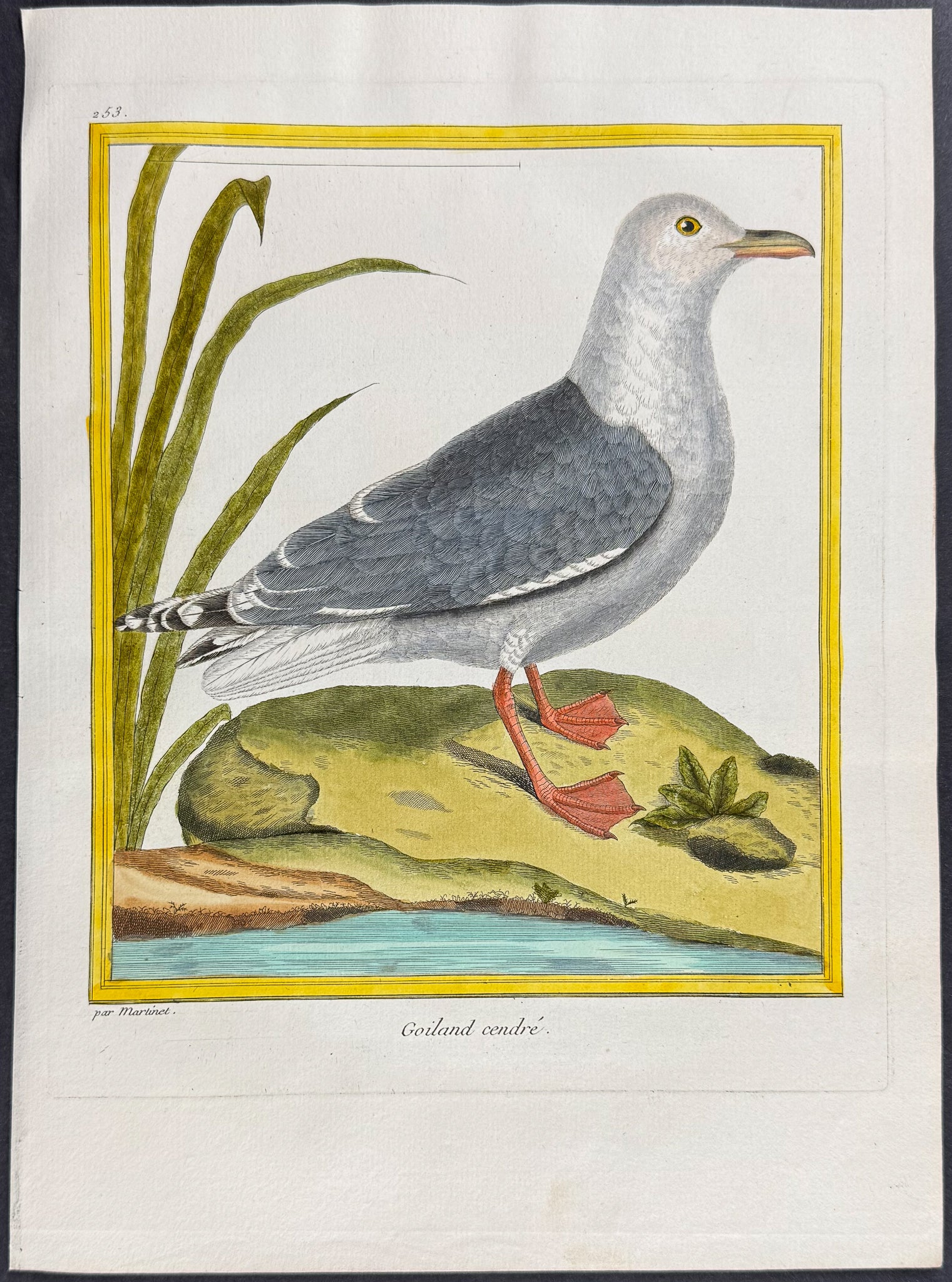 Shore or Water Bird
