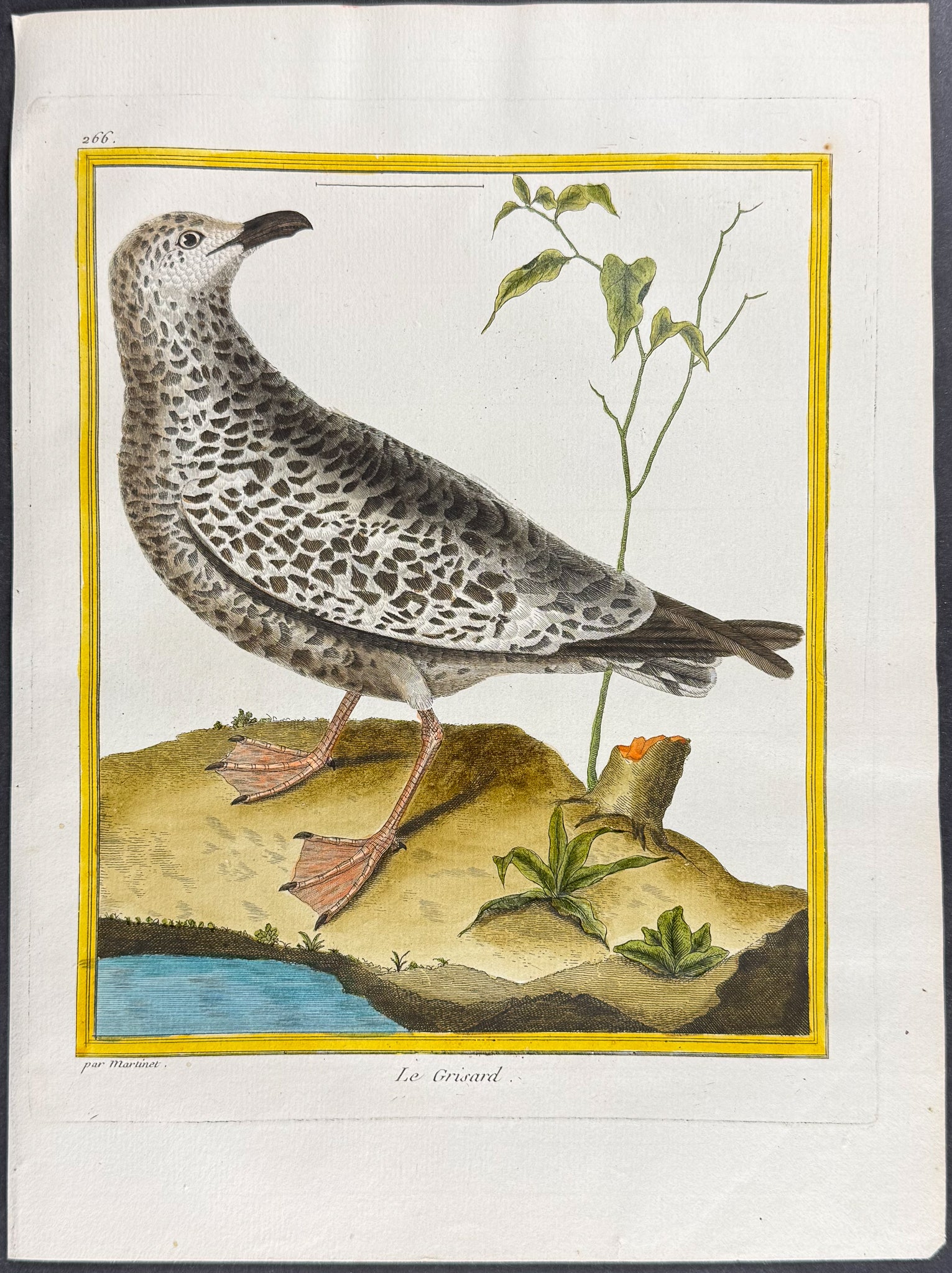 Shore or Water Bird