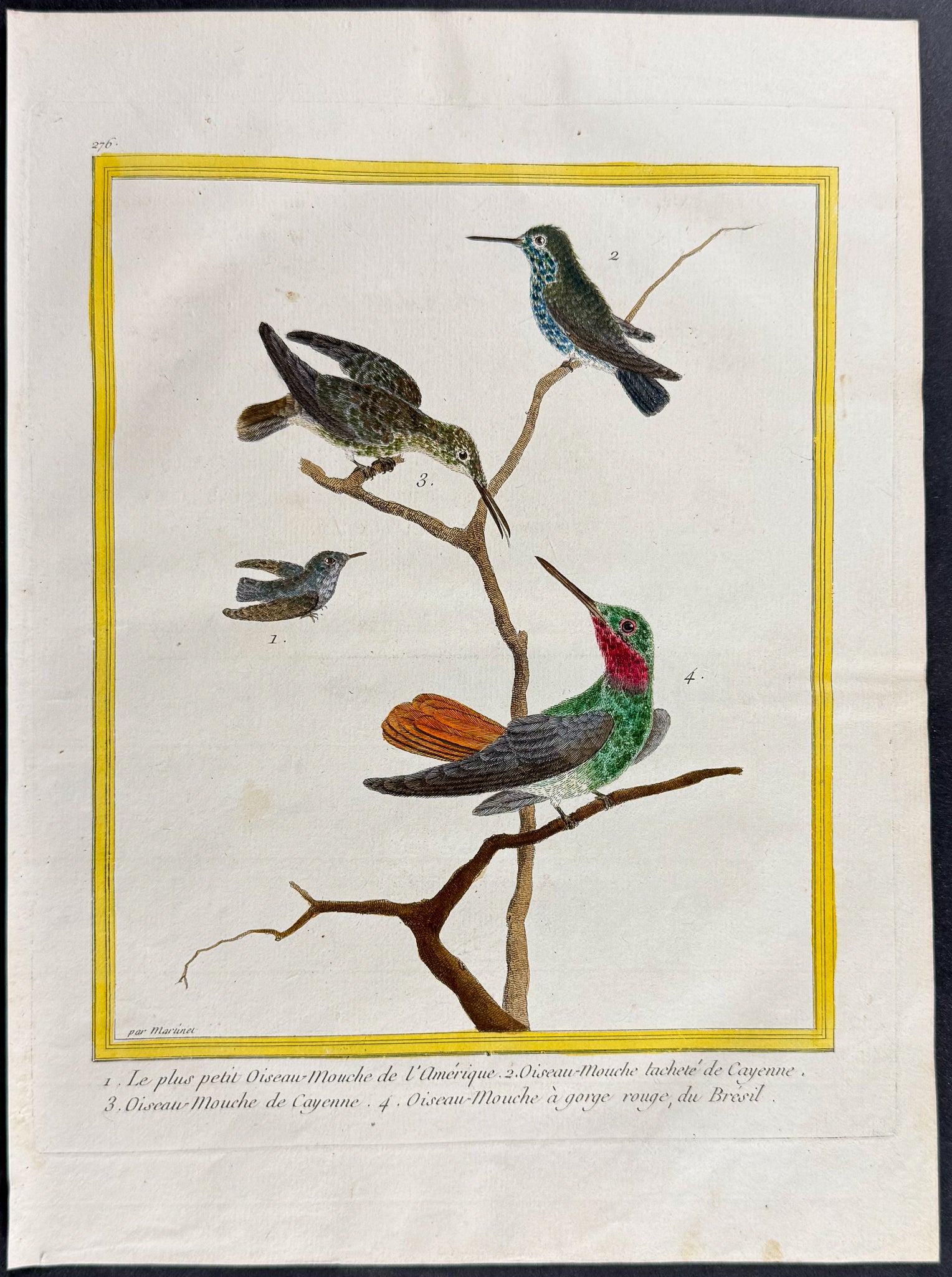 Hummingbird or Colibri