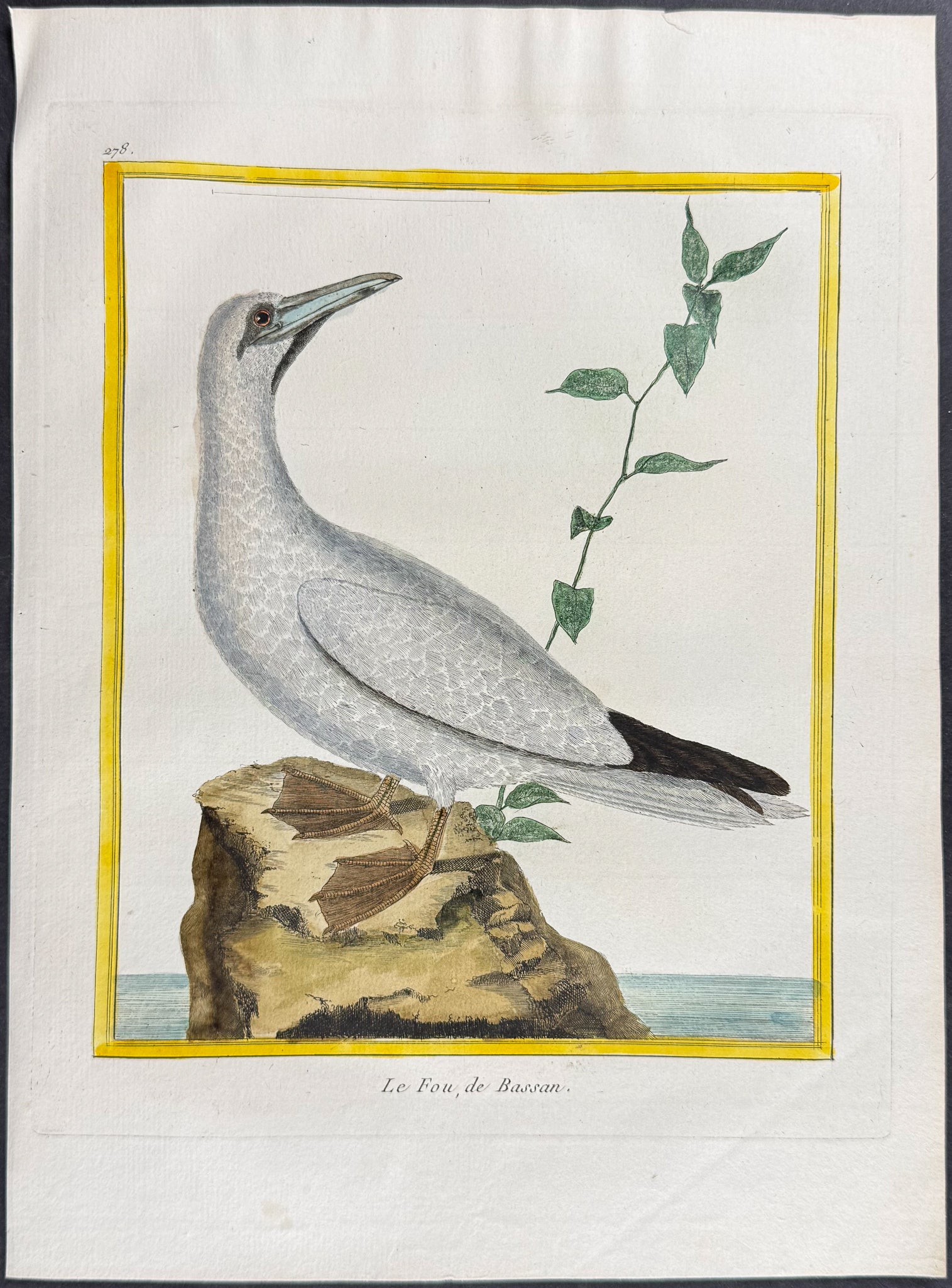 Gannet