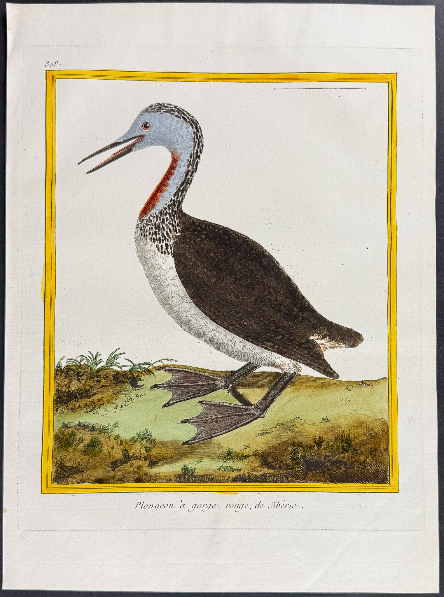 Diver or Loon