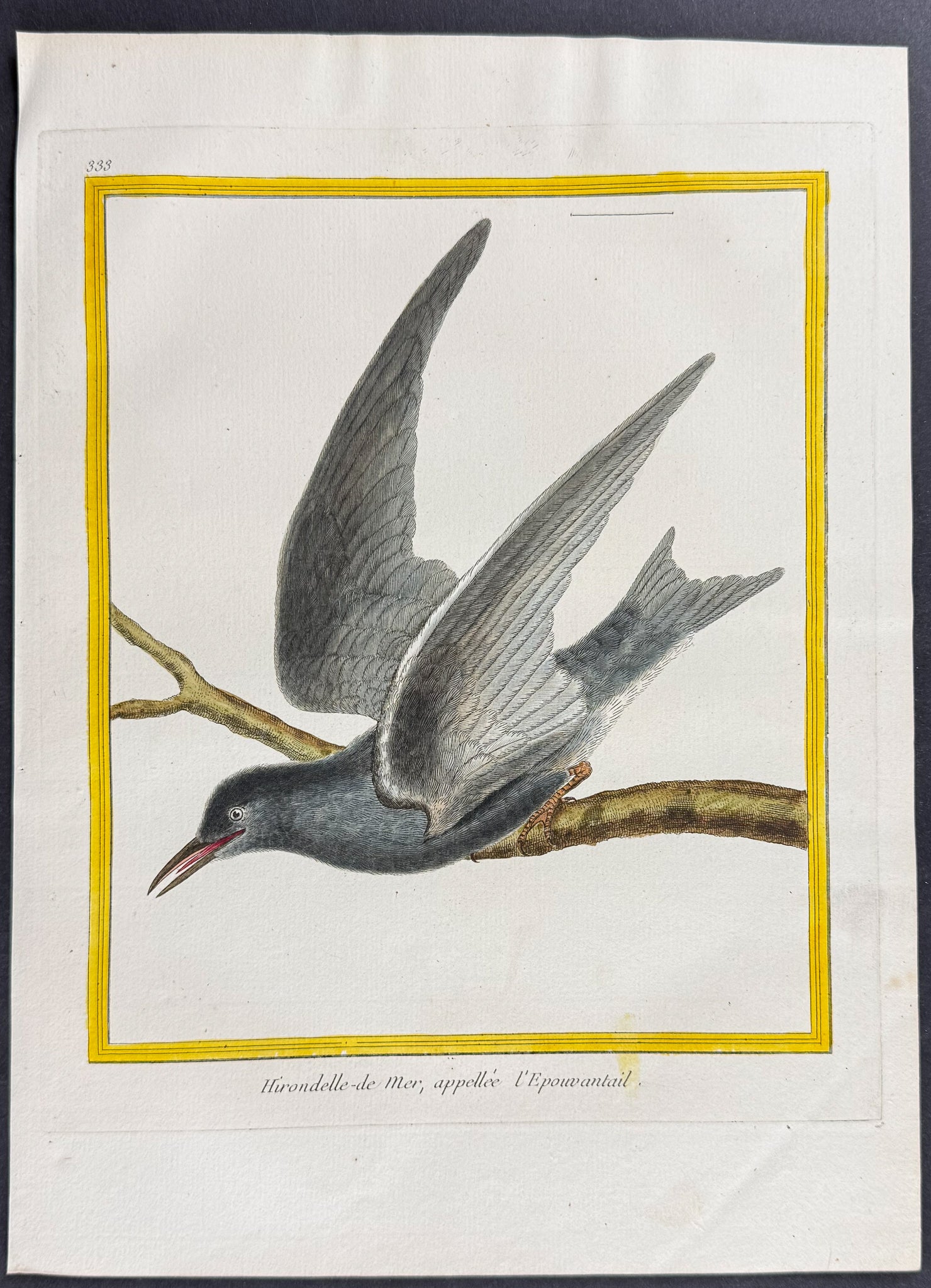 Tern or Gull
