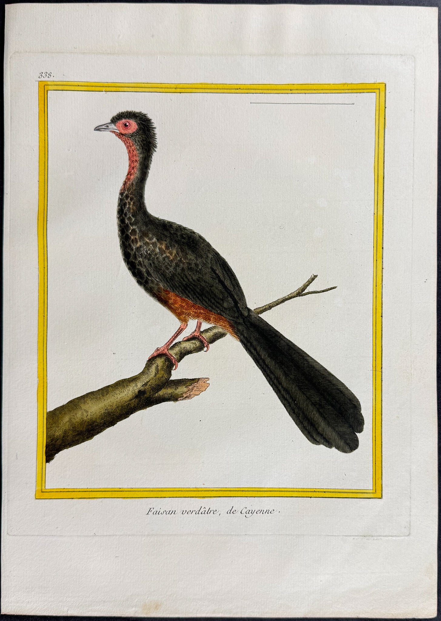 Pheasant