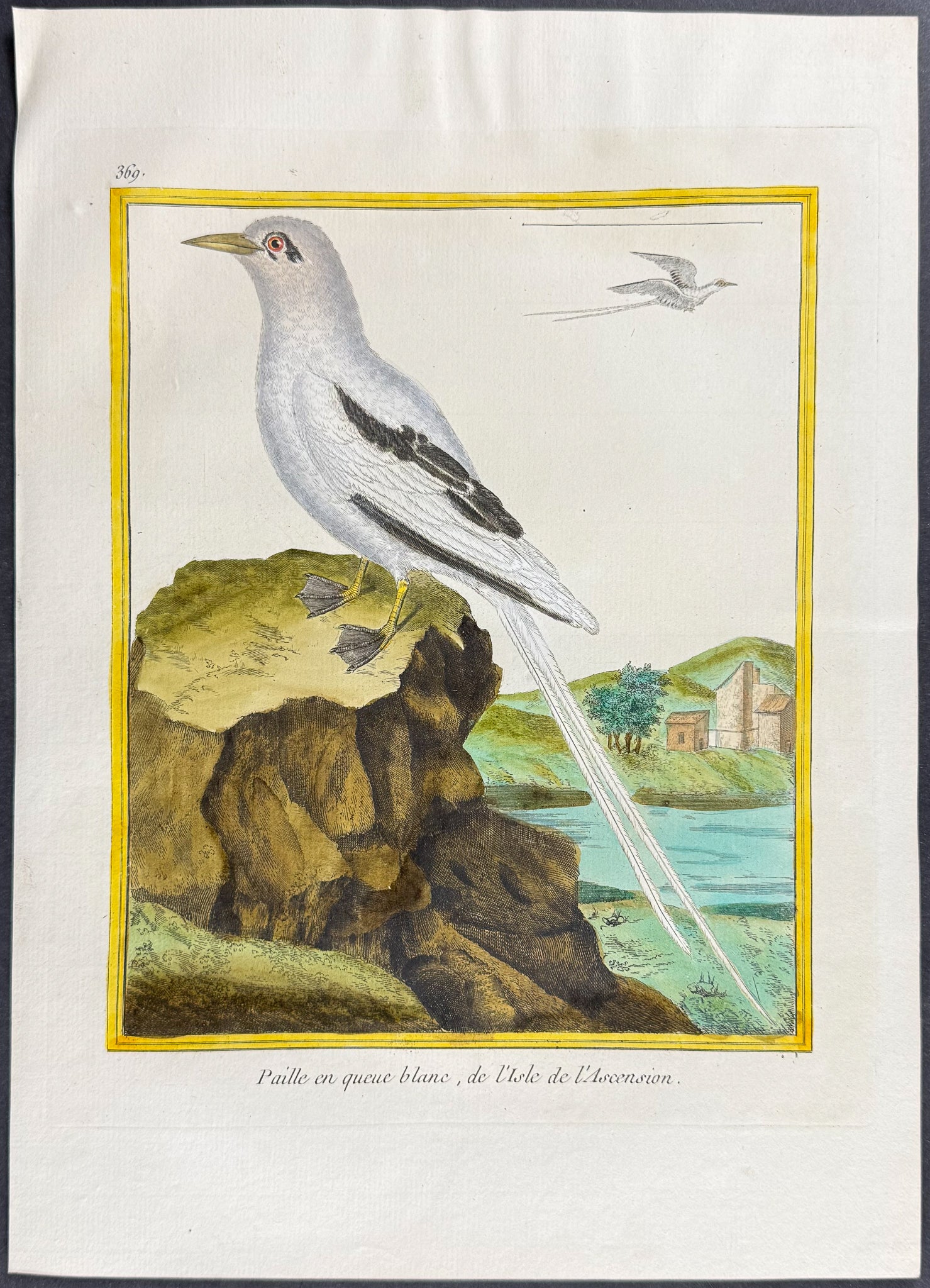 Tropic Bird