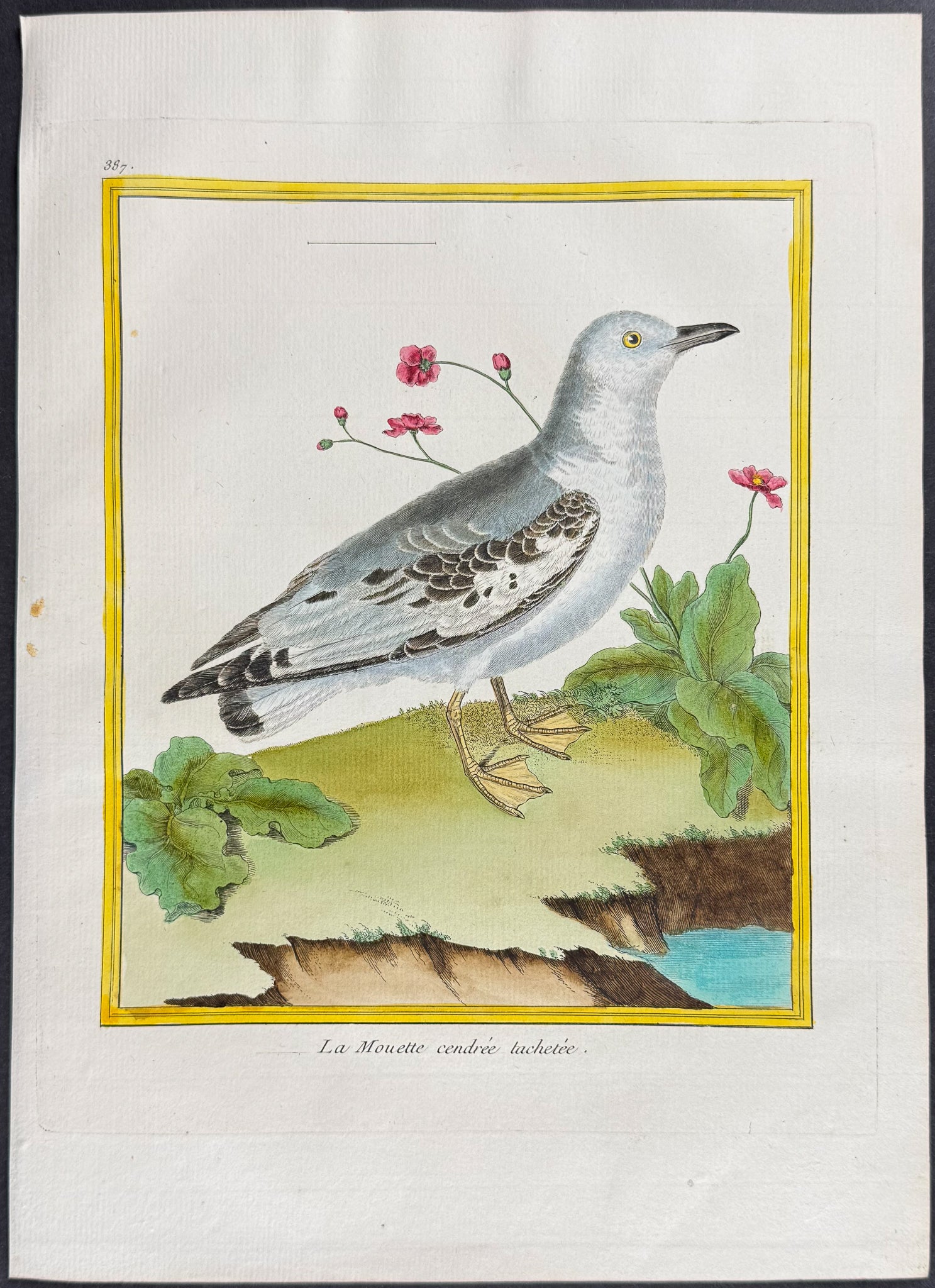 Seagull