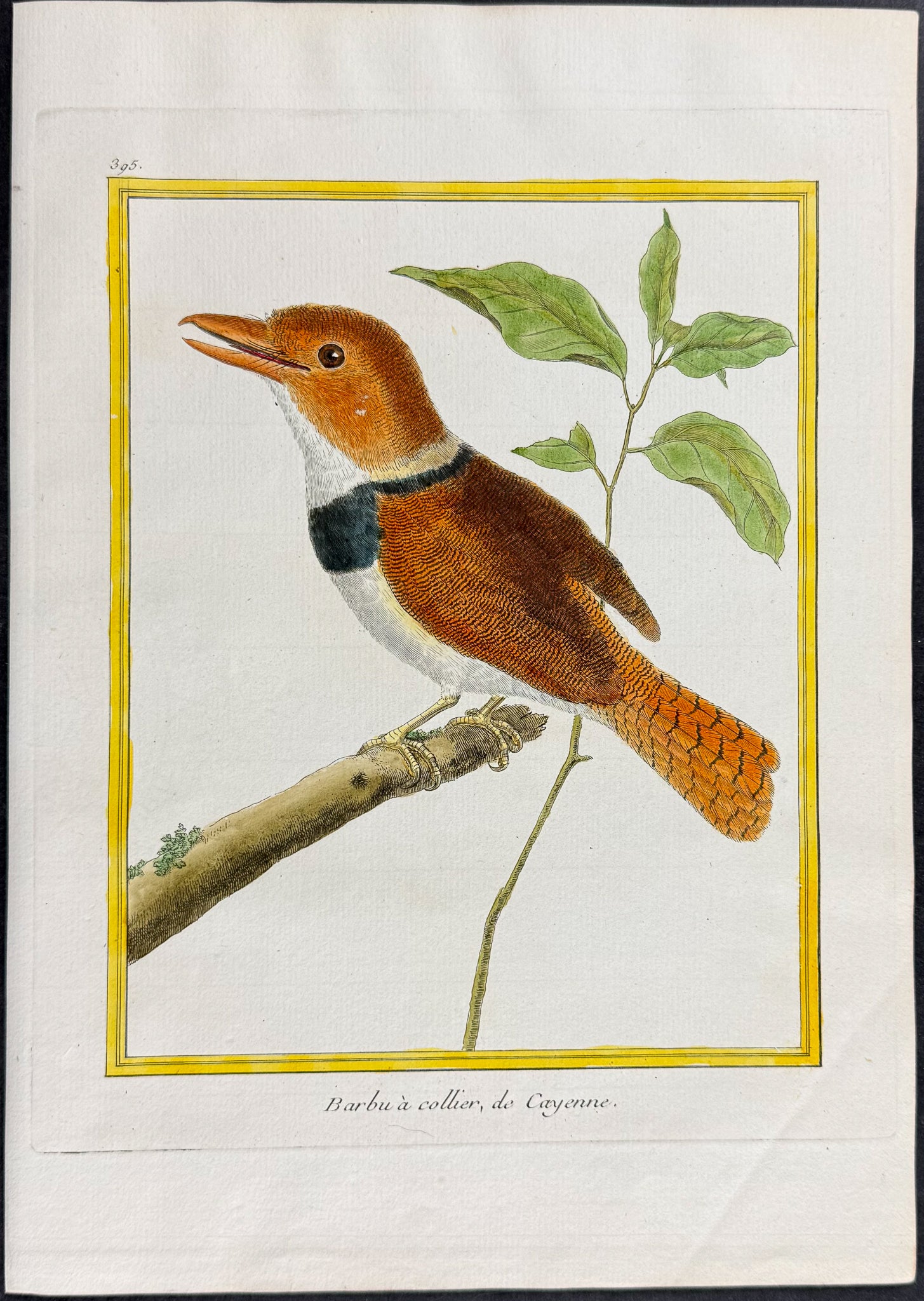 Barbet