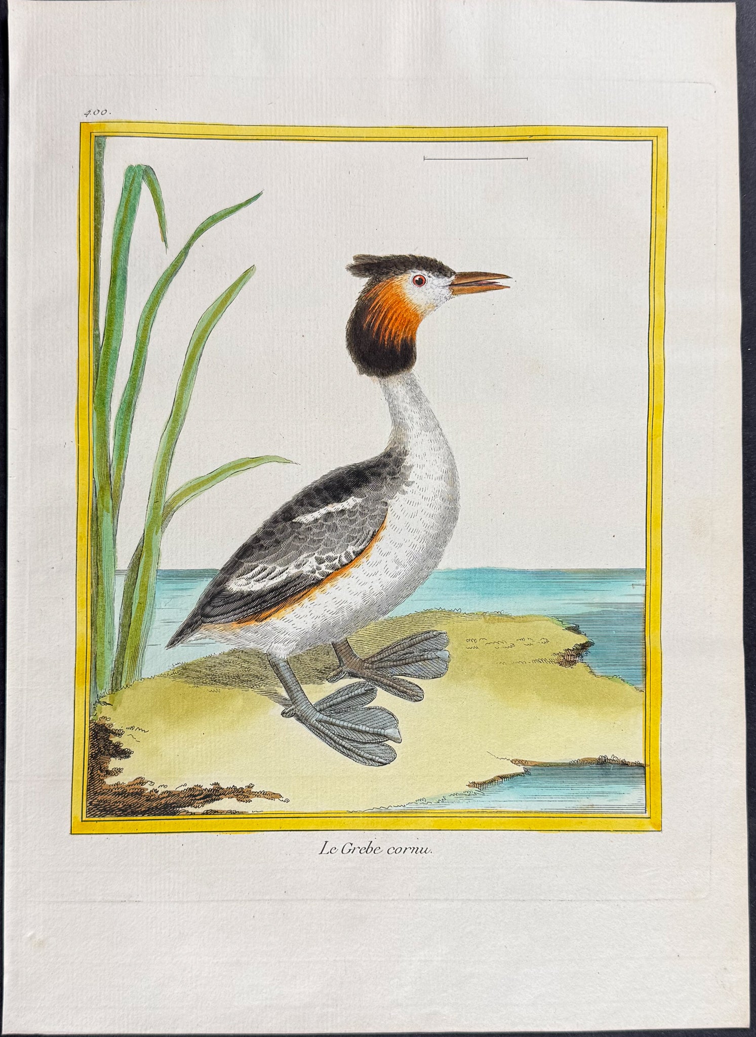 Grebe