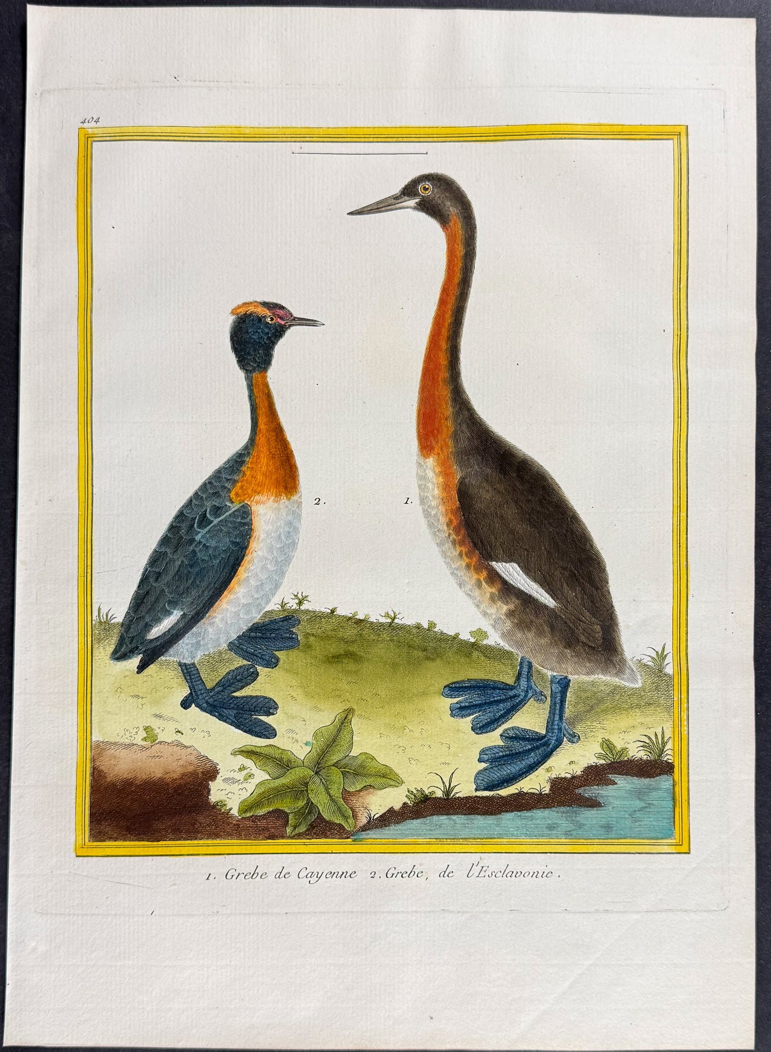 Grebe