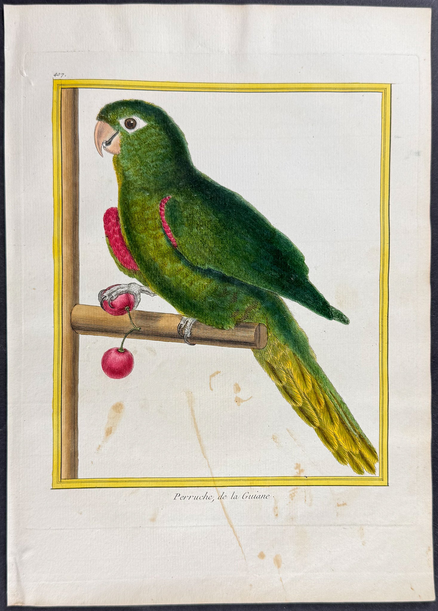 Parrot