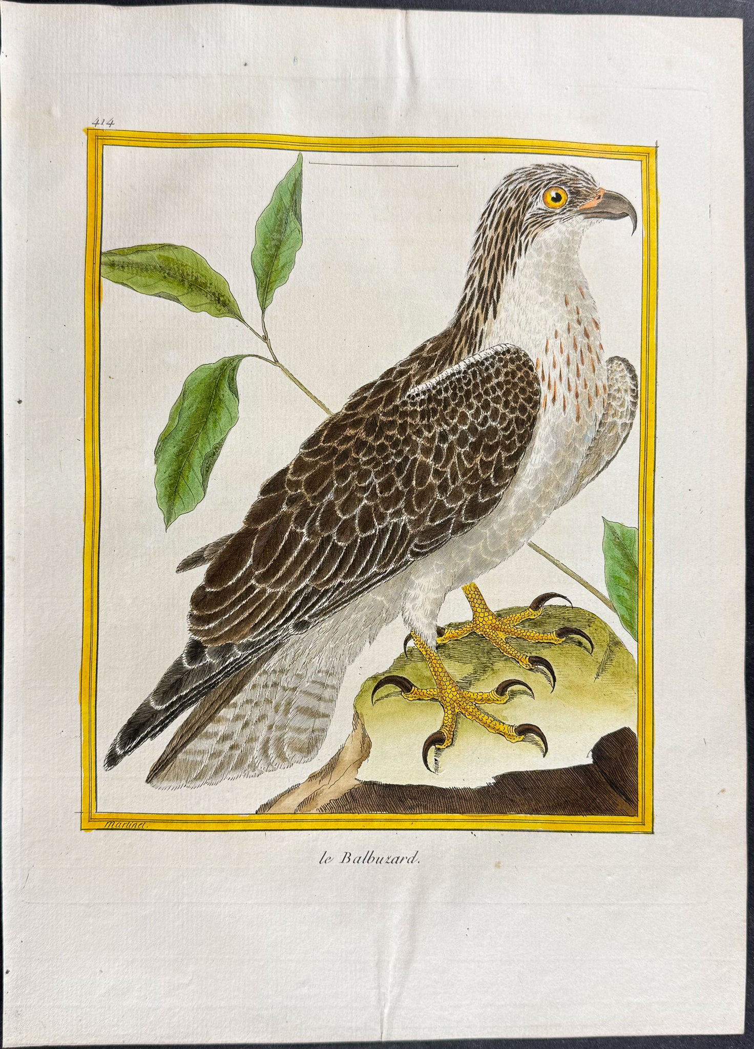 Buzzard