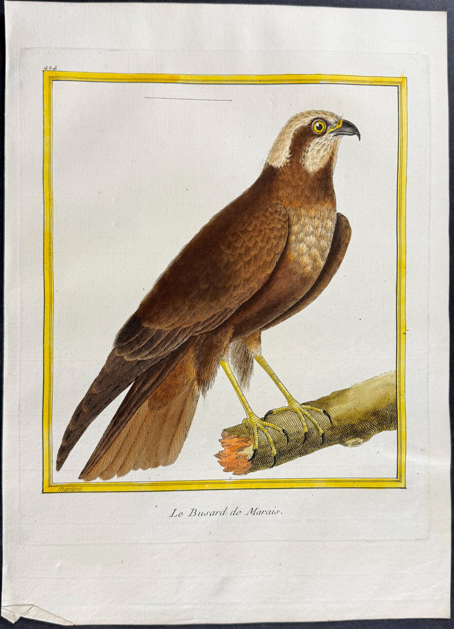 Buzzard