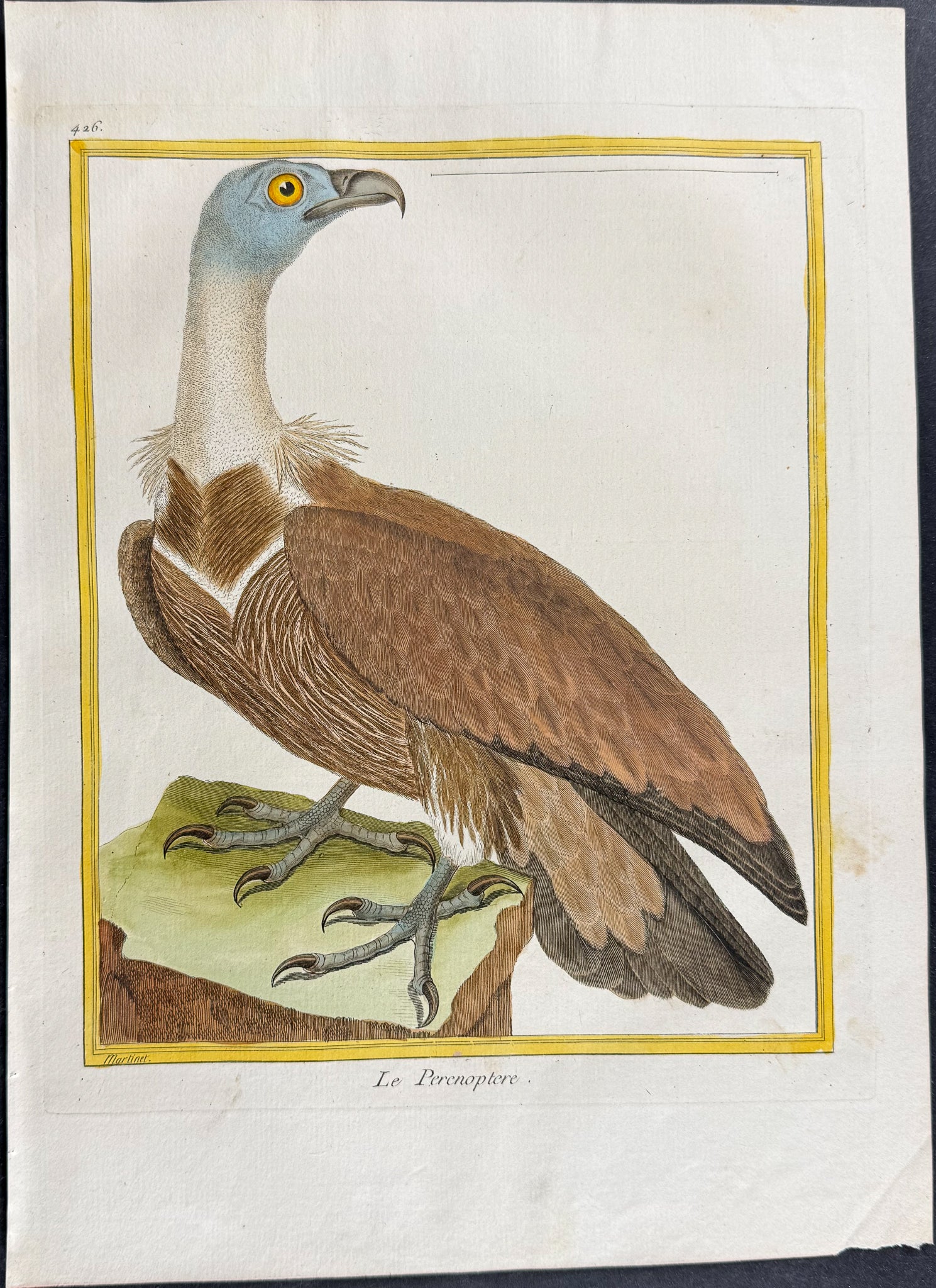 Condor or Vulture