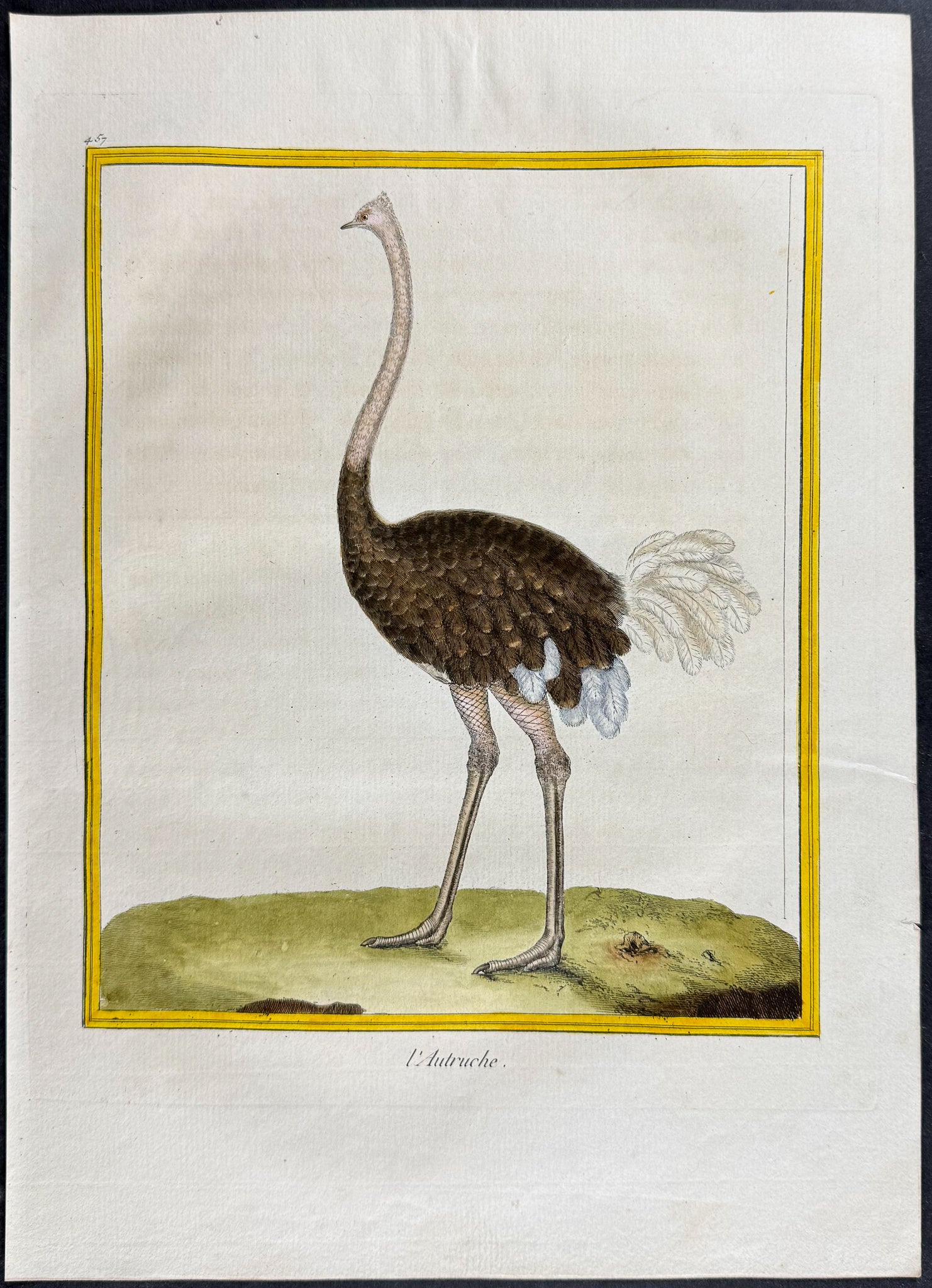 Ostrich