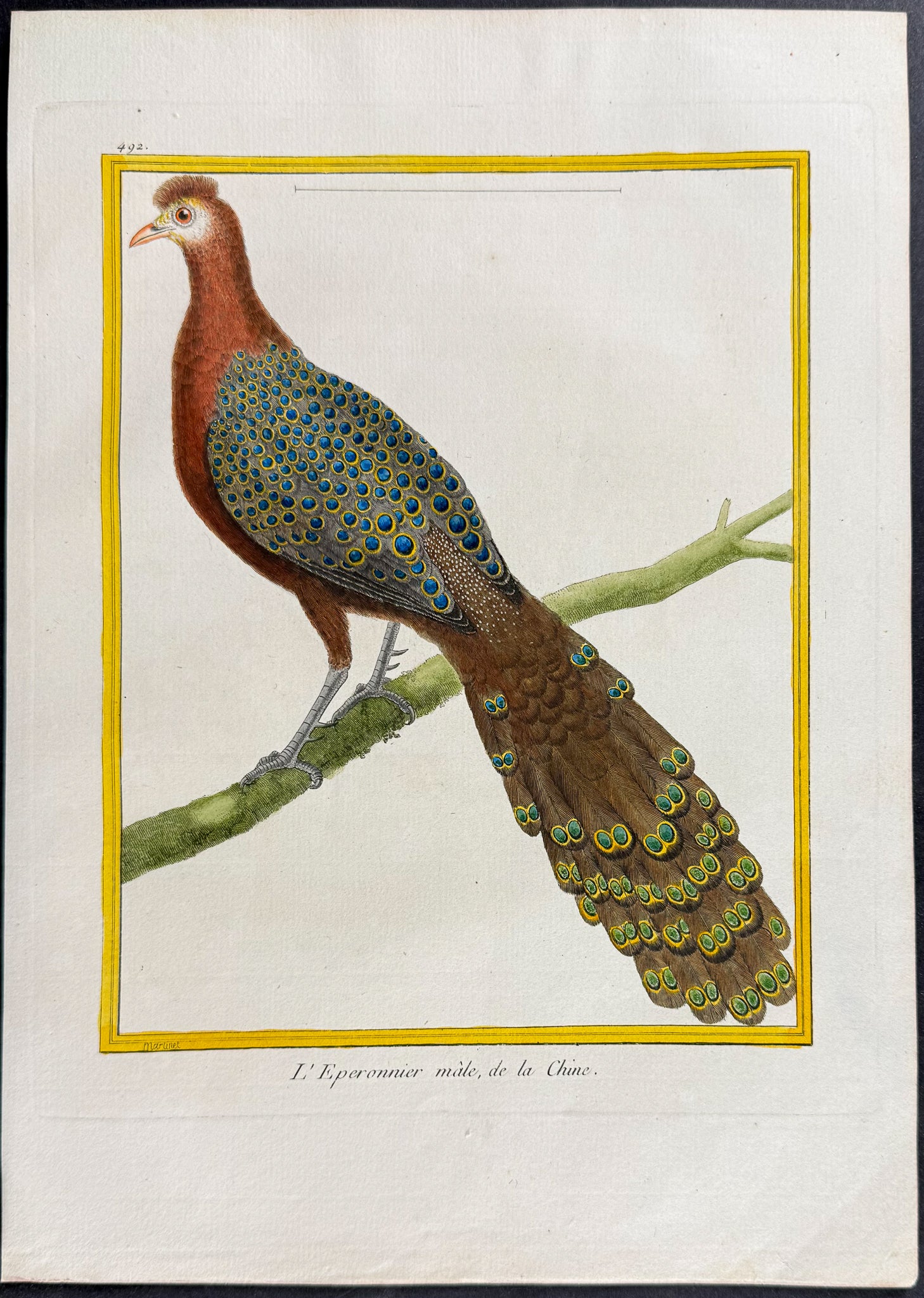 Peacock