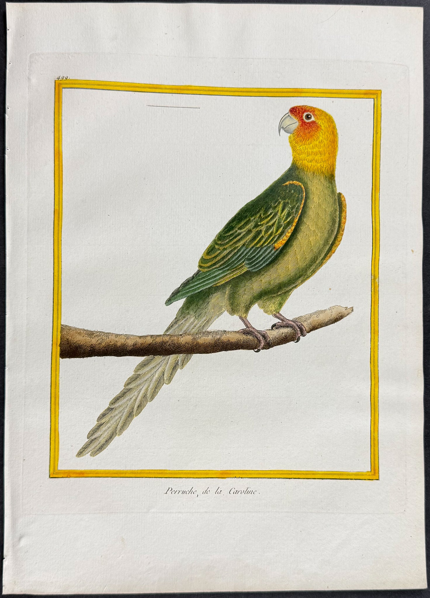 Carolina Parrot