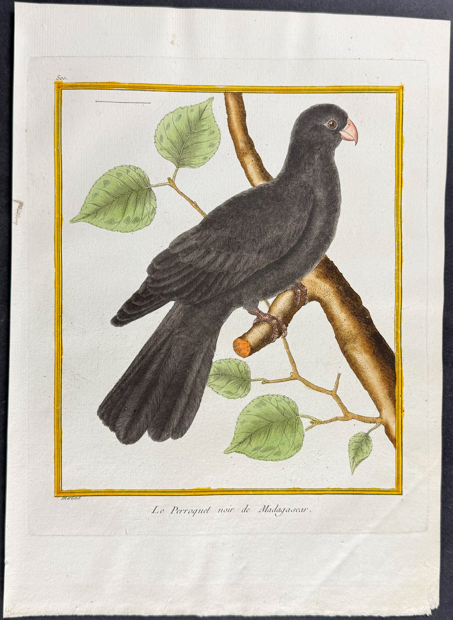 Parrot