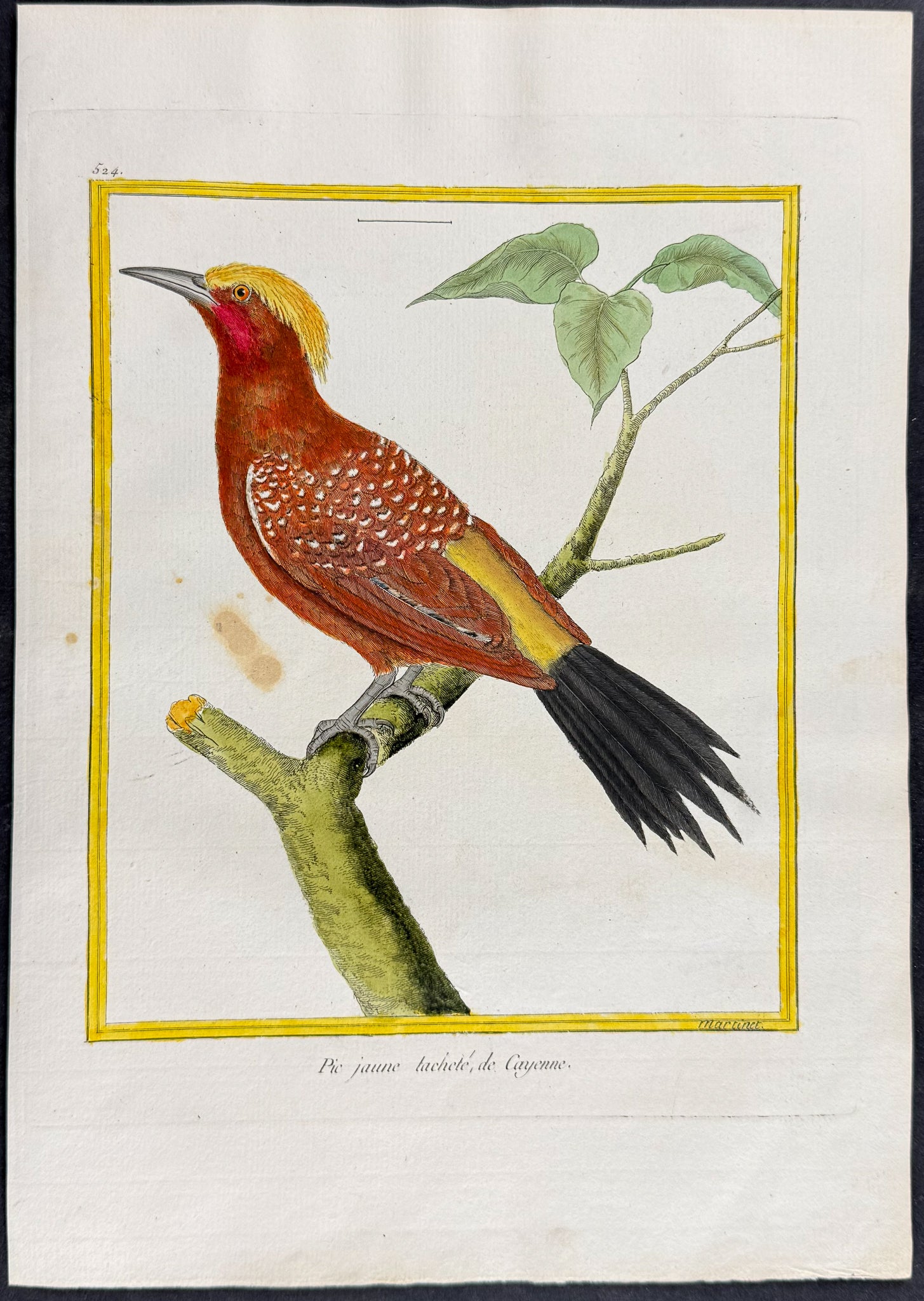 Woodpecker