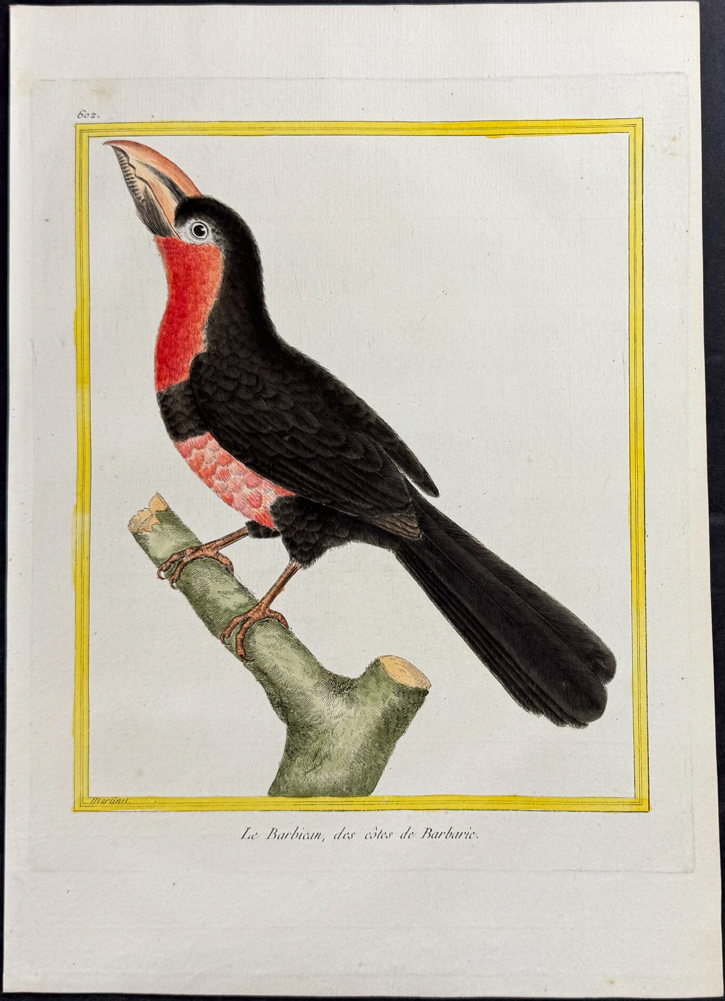 Barbet