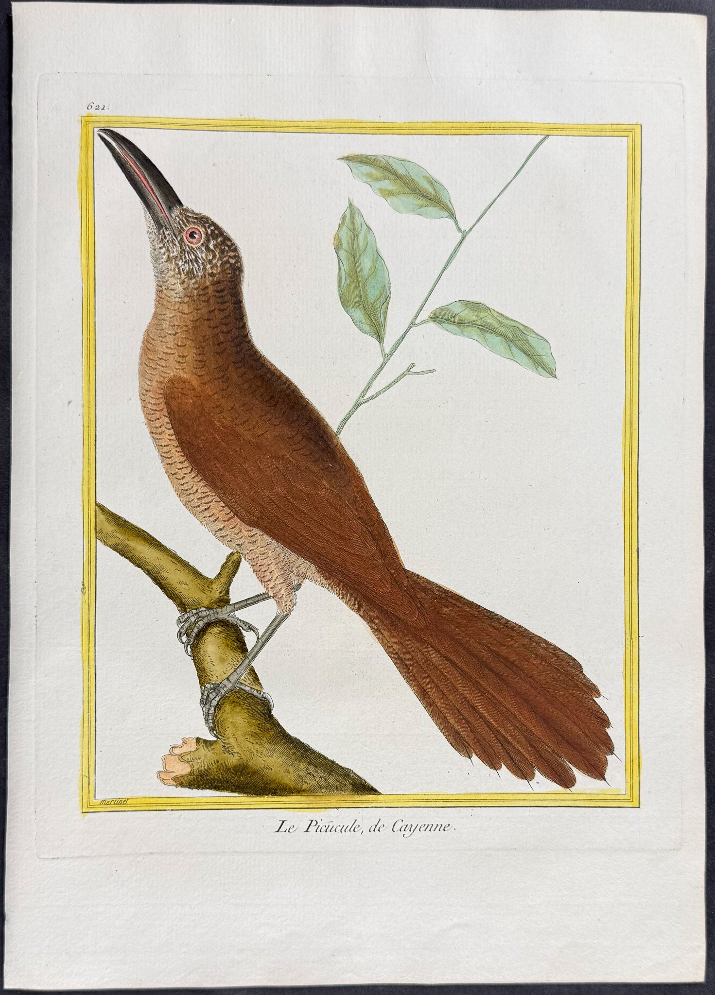 Woodpecker