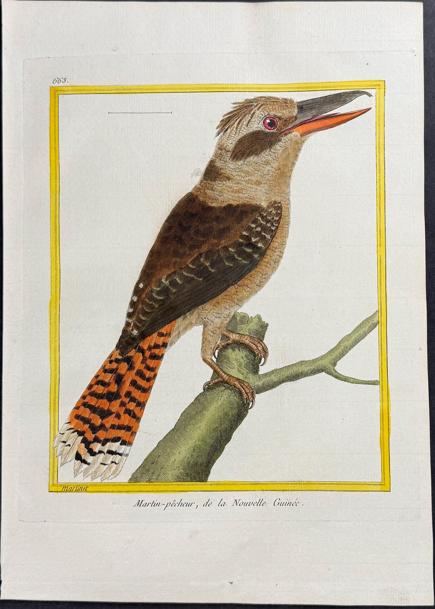 Kingfisher